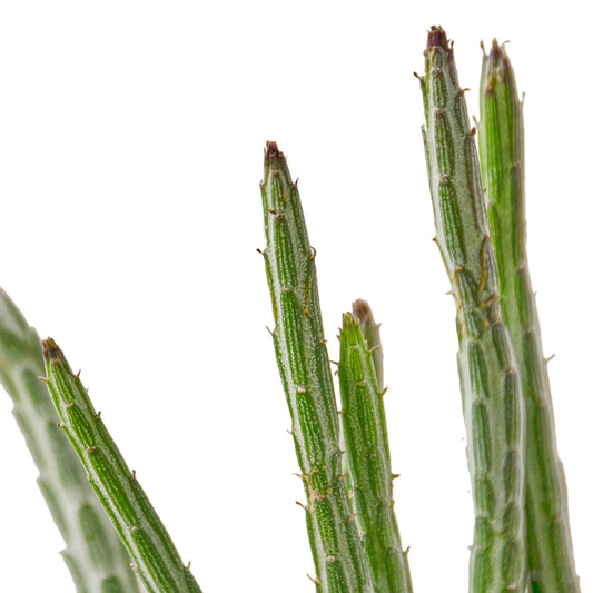 Pickle Plant Senecio