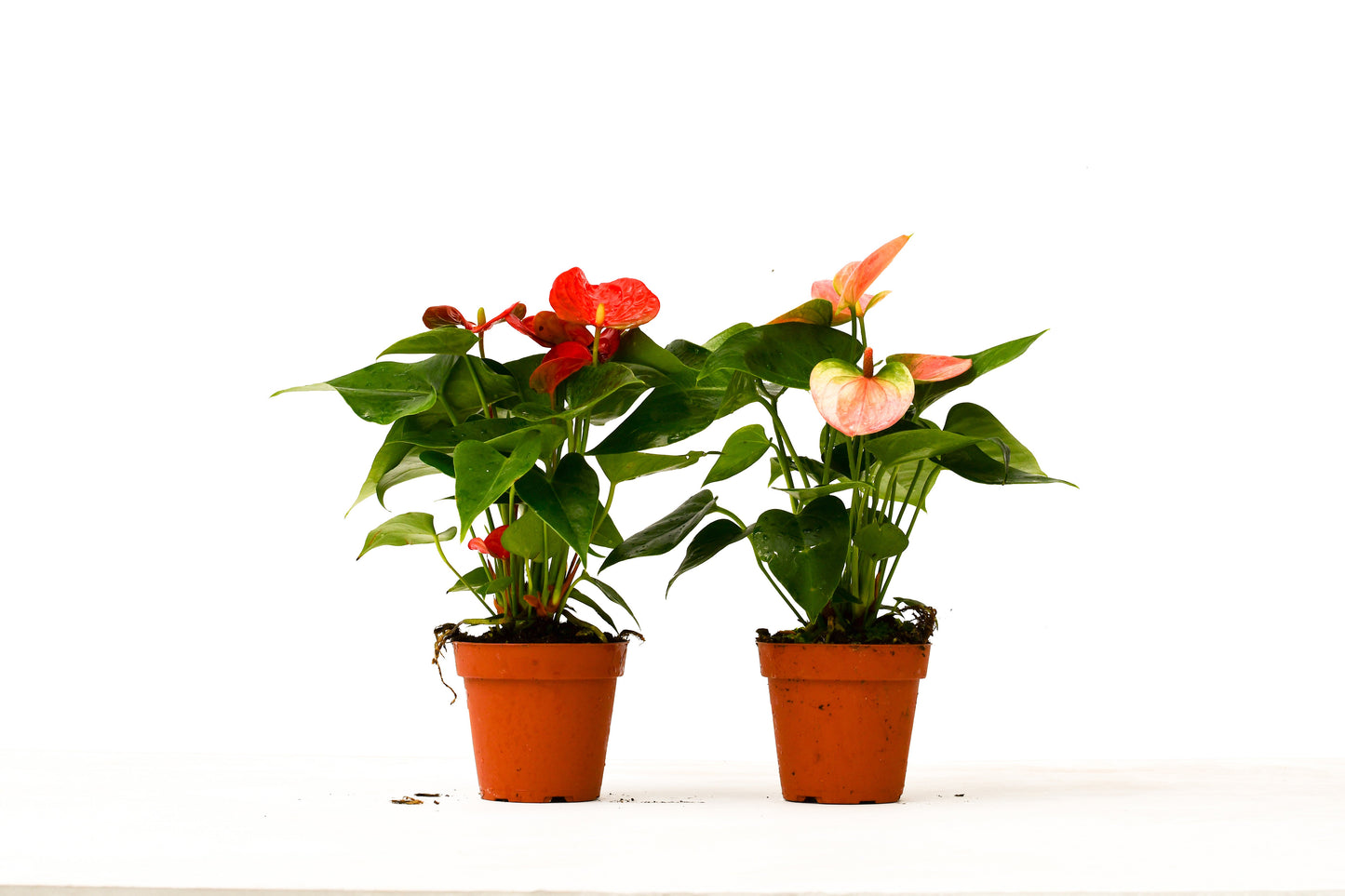 Anthurium Variety Pack - 4" Pots - 2 Plants