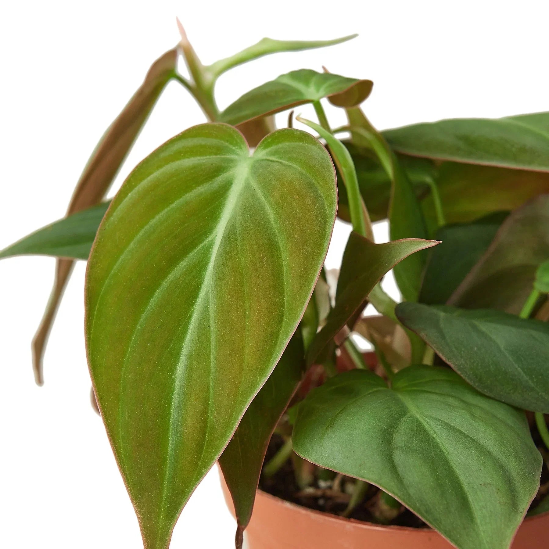 Mican Philodendron