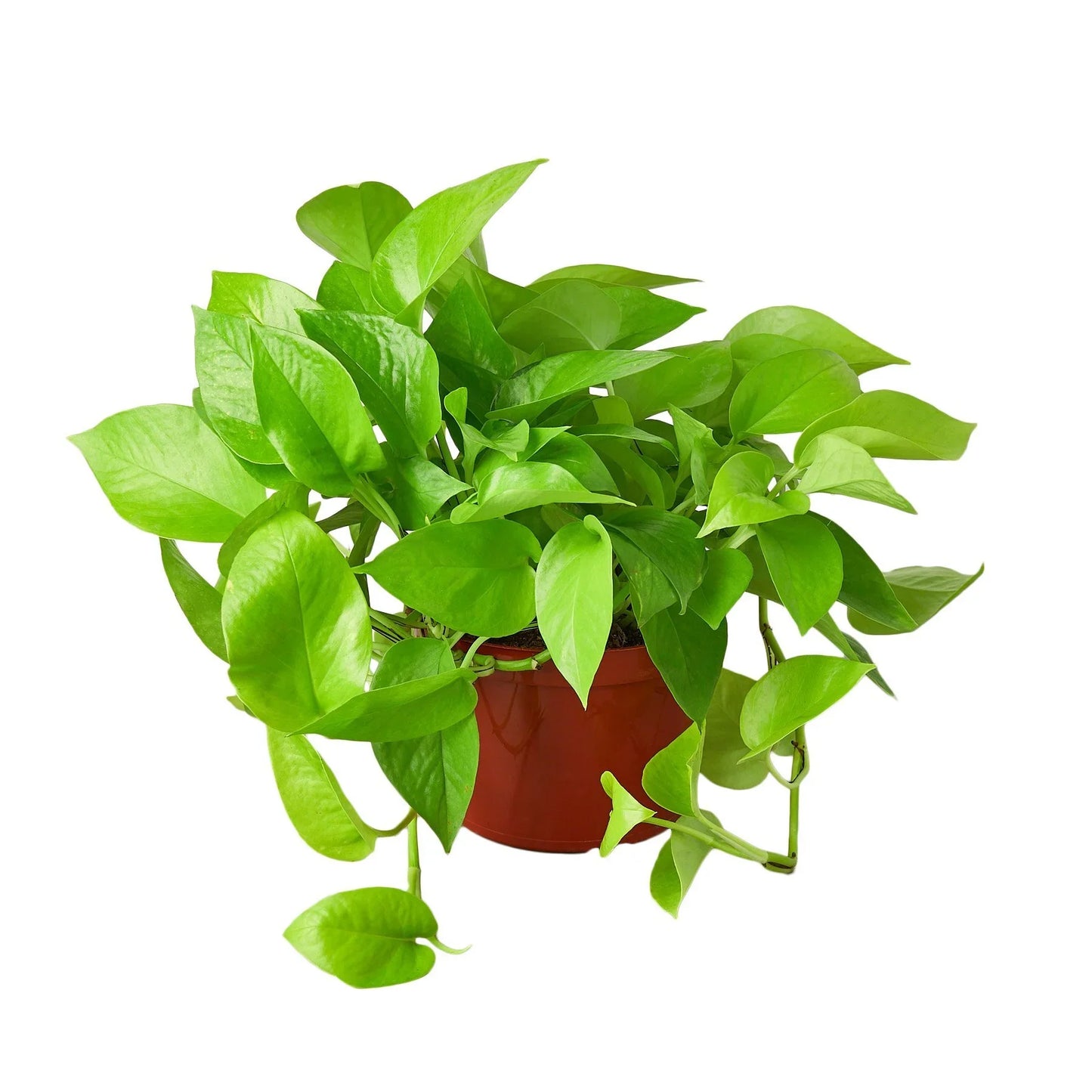 Neon Pothos 6"