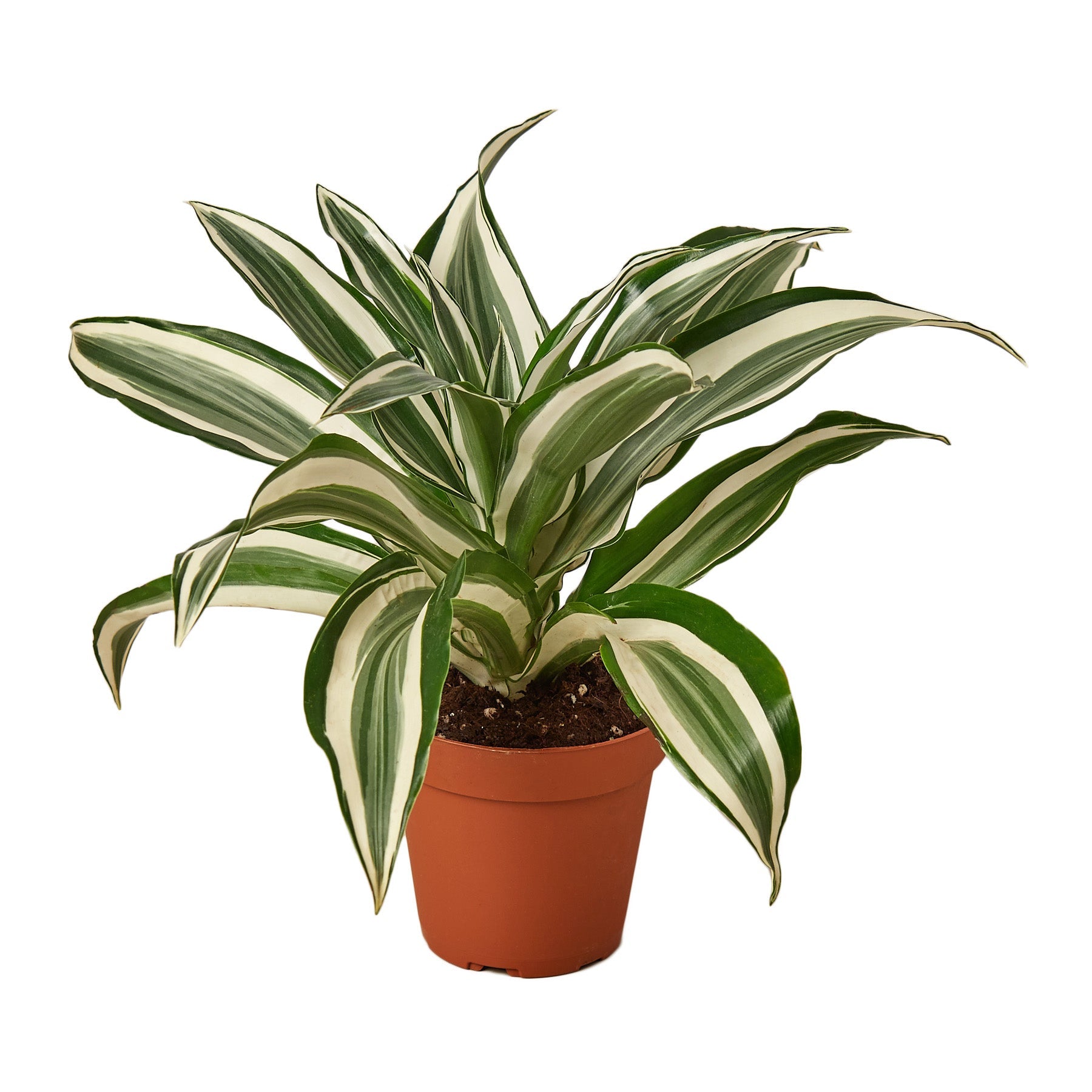 White Jewel Dracaena 4"