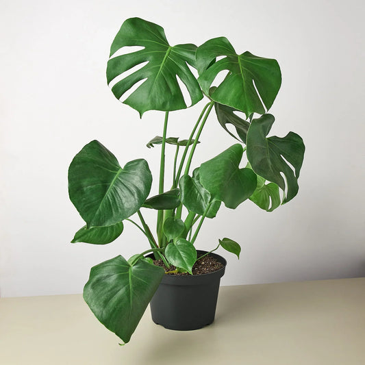 Monstera deliciosa