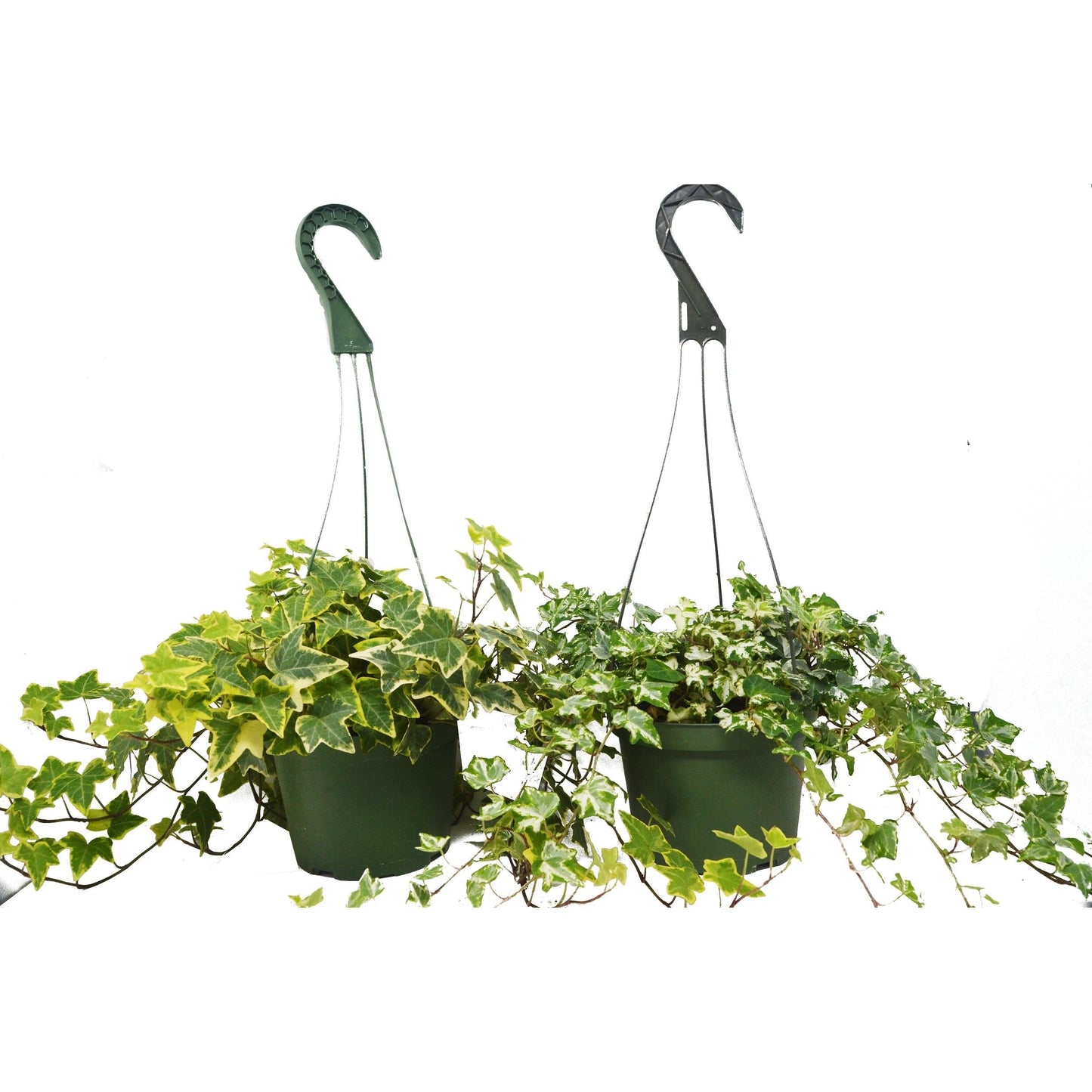 English Ivy Variety 2 Pack