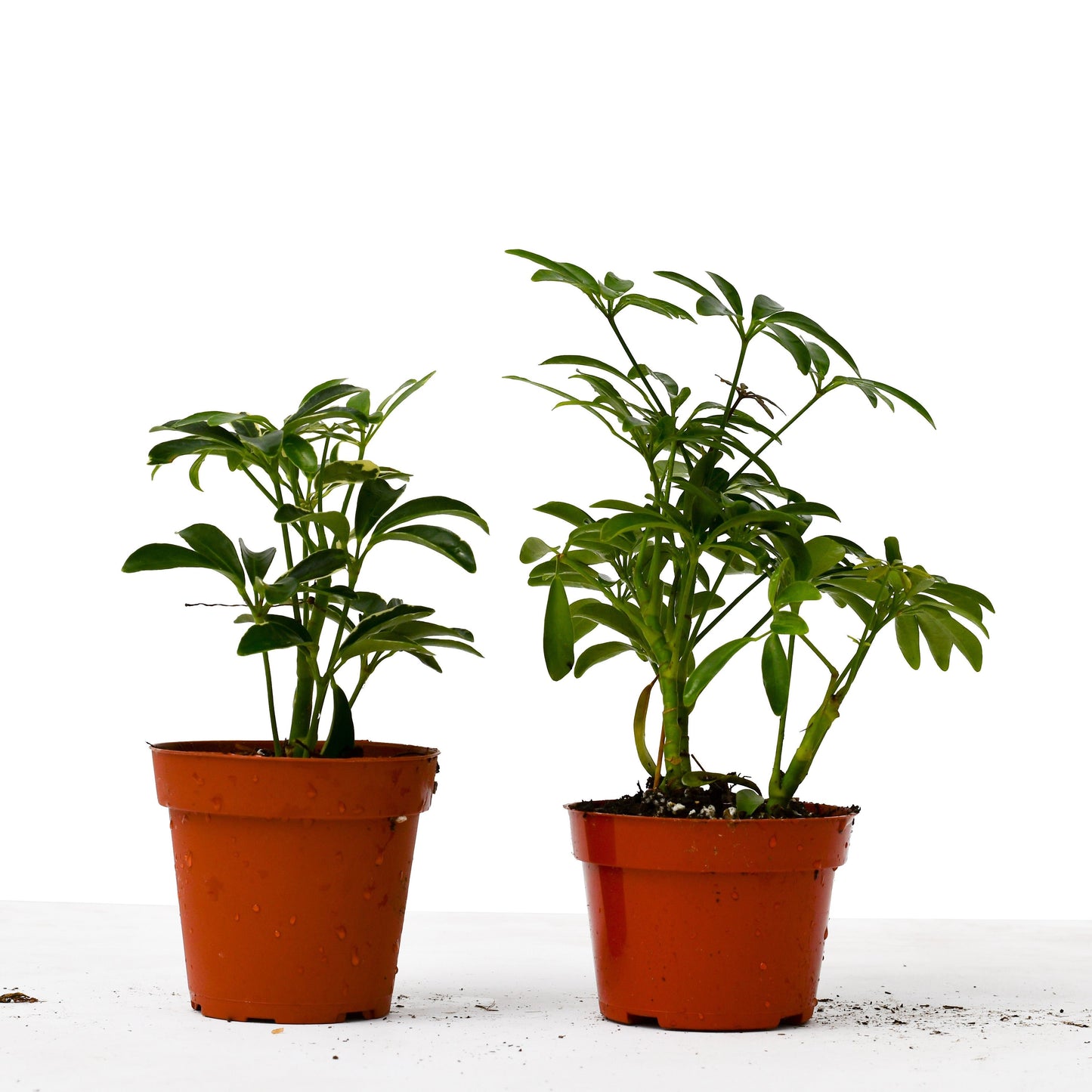 Schefflera Plants Variety 2 Pack