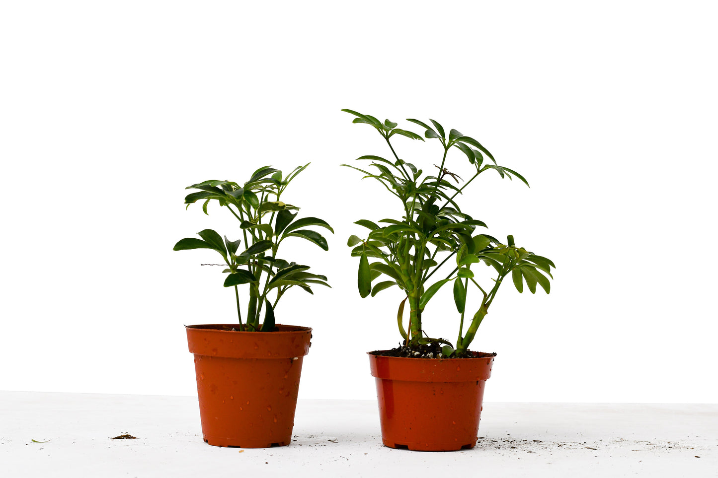 Schefflera Plants Variety 2 Pack