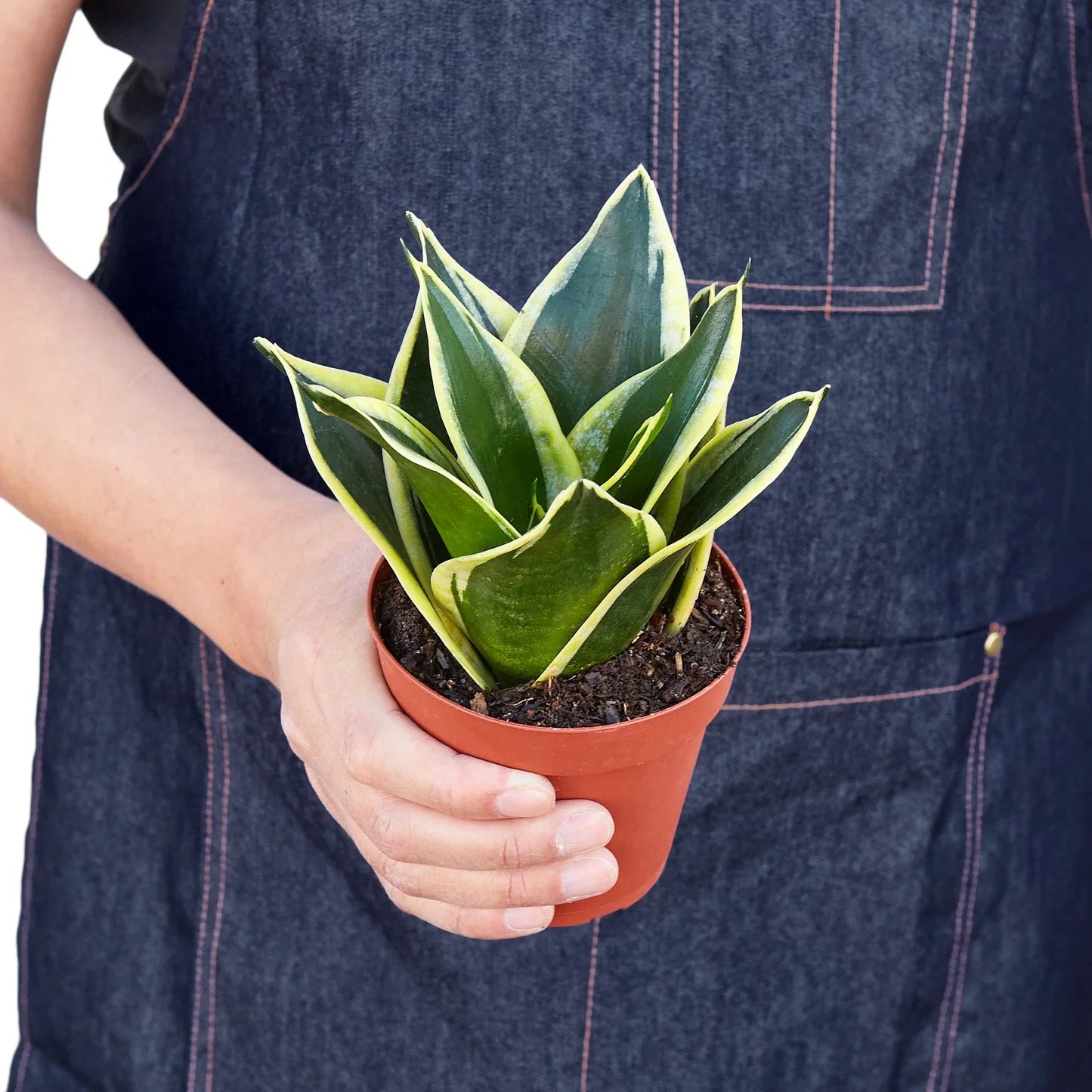 Snake Plant Black Gold 4"