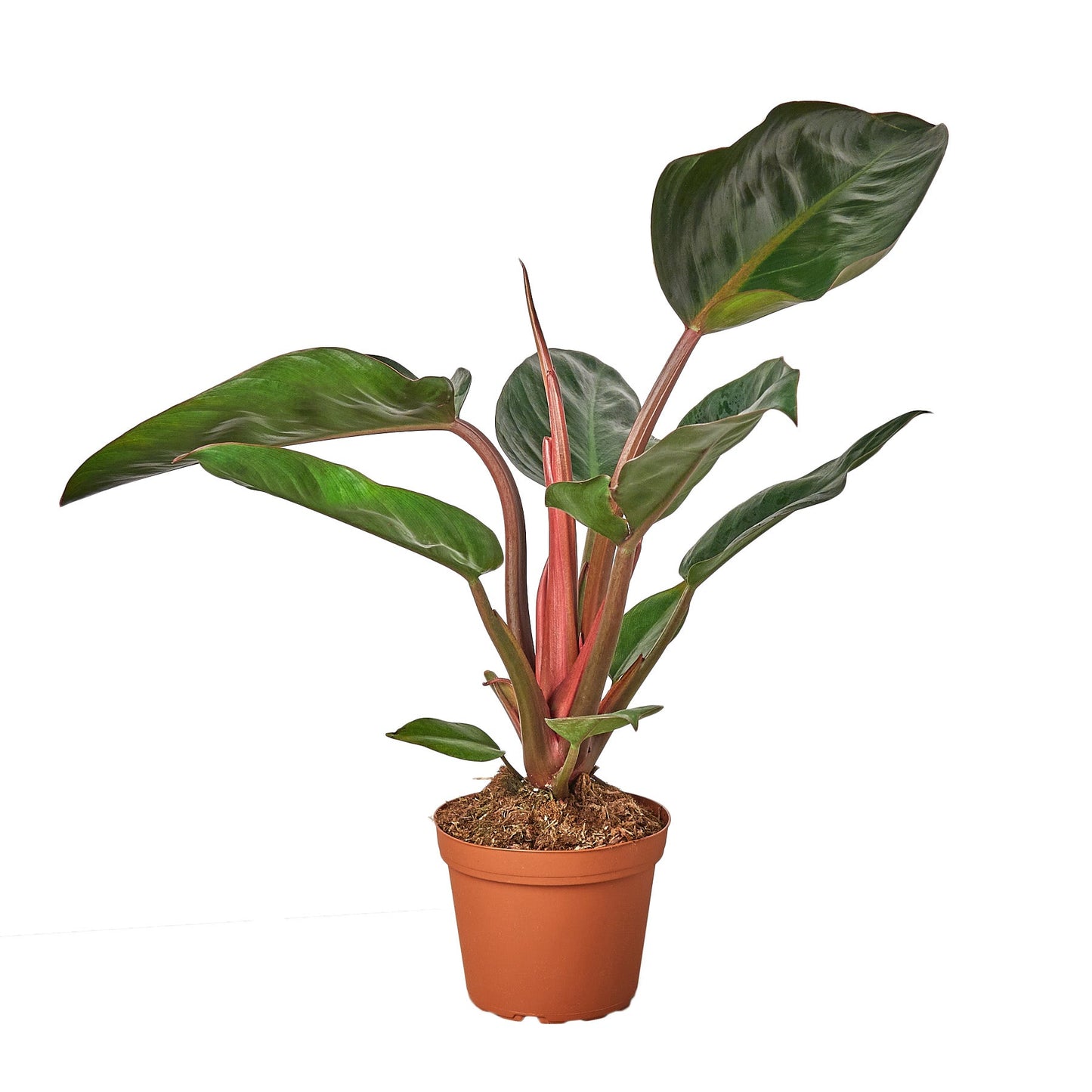 Congo Rojo Philodendron 4"