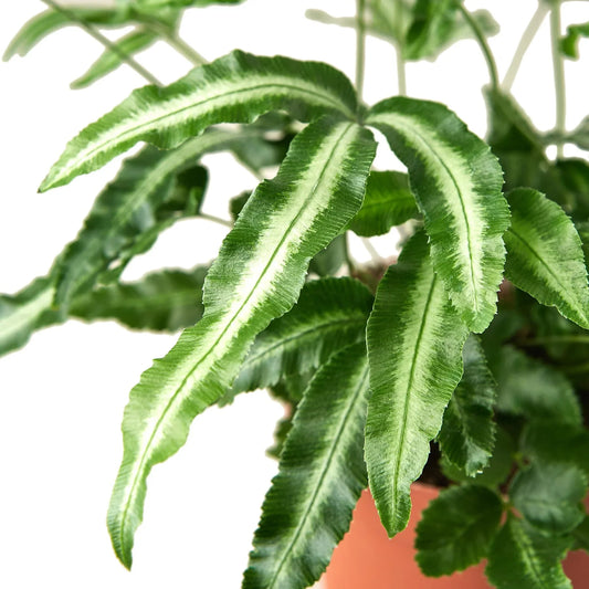 Albo Fern - Silver Ribbon Fern Pteris Cretica