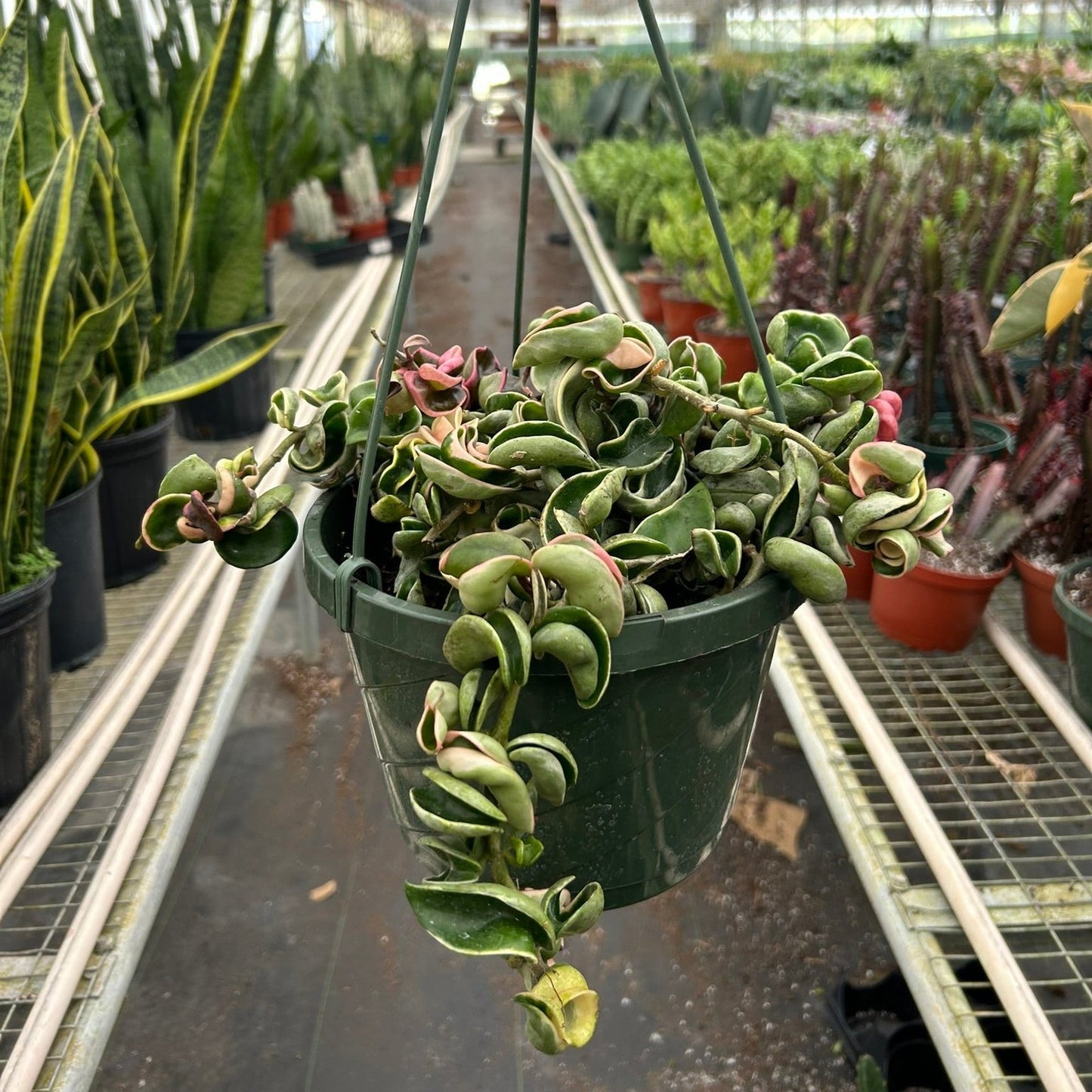 Hoya Hindu Rope 8" Variegated