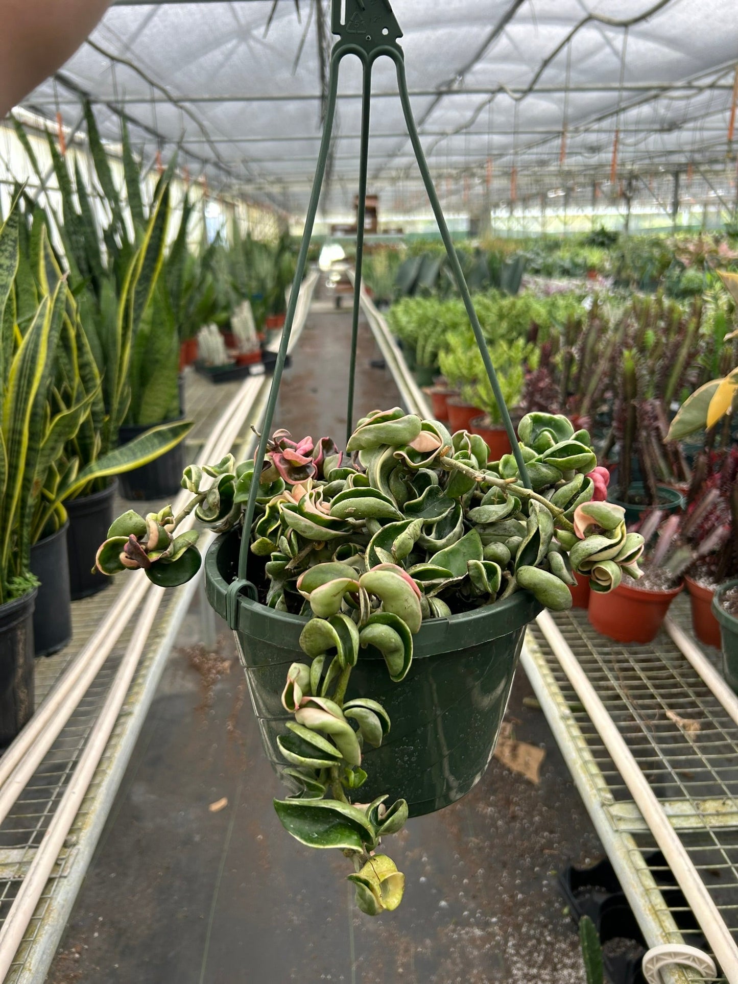 Hindu Rope Variegated Hoya