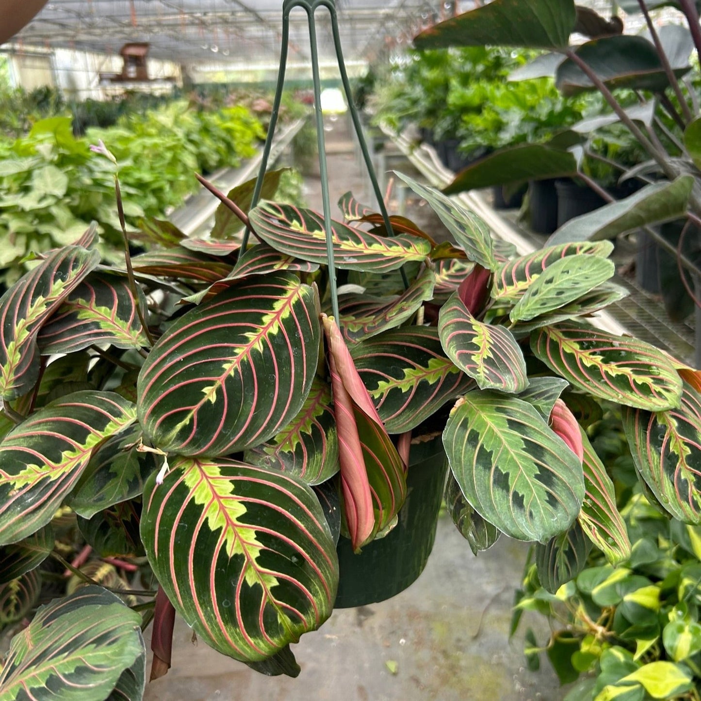 Maranta Red Prayer