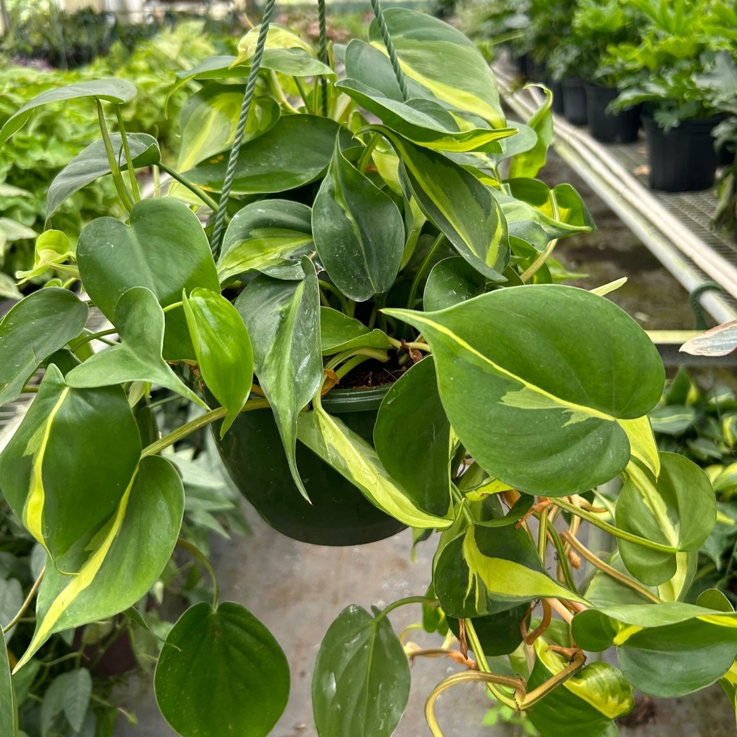 Philodendron 'Brasil'