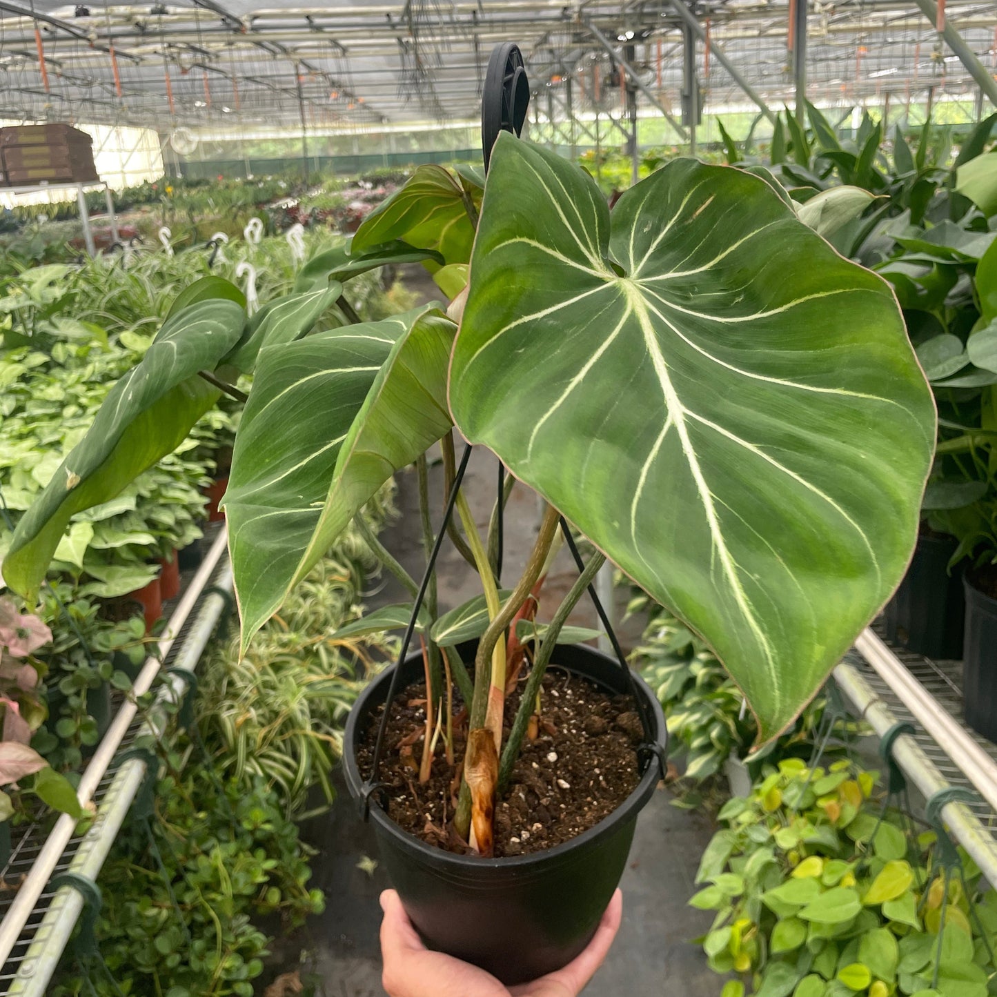 Philodendron Gloriosum 8"