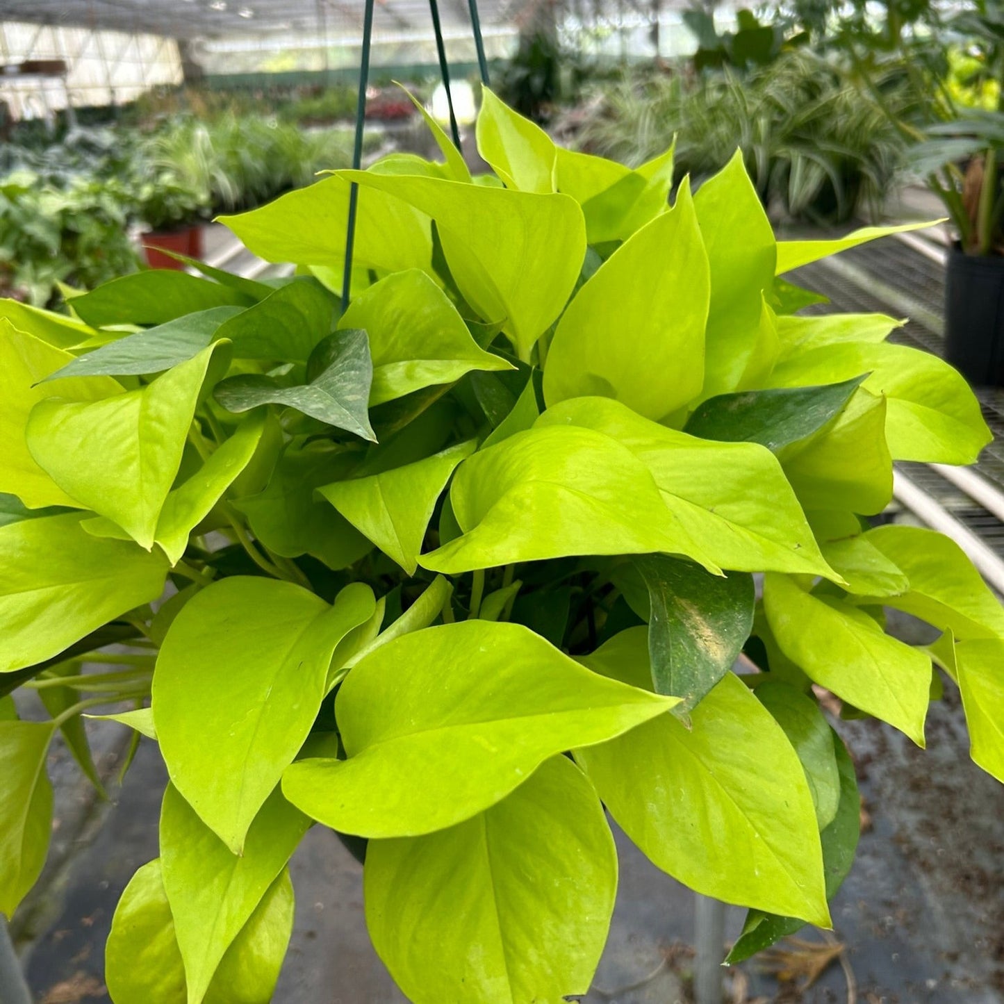 Epipremnum pinnatum neon pothos hanging basket 8"