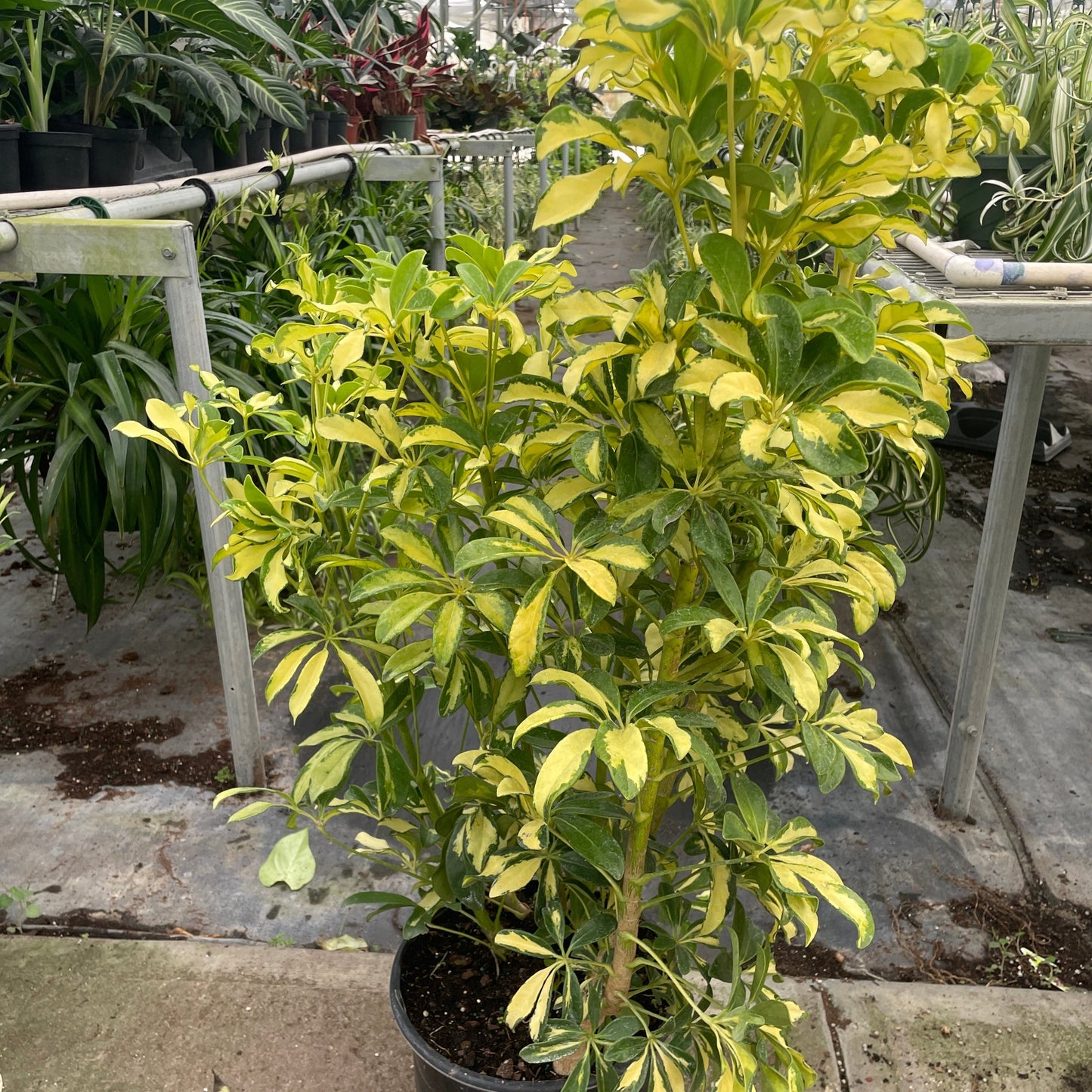 Variegated Schefflera 