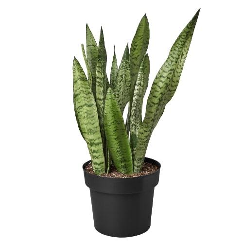 Zeylanica Snake Plant