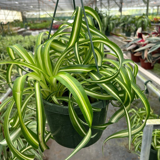 Spider Plant Bonnie 8"