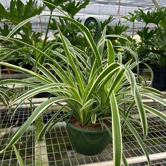 Spider Plant Reverse