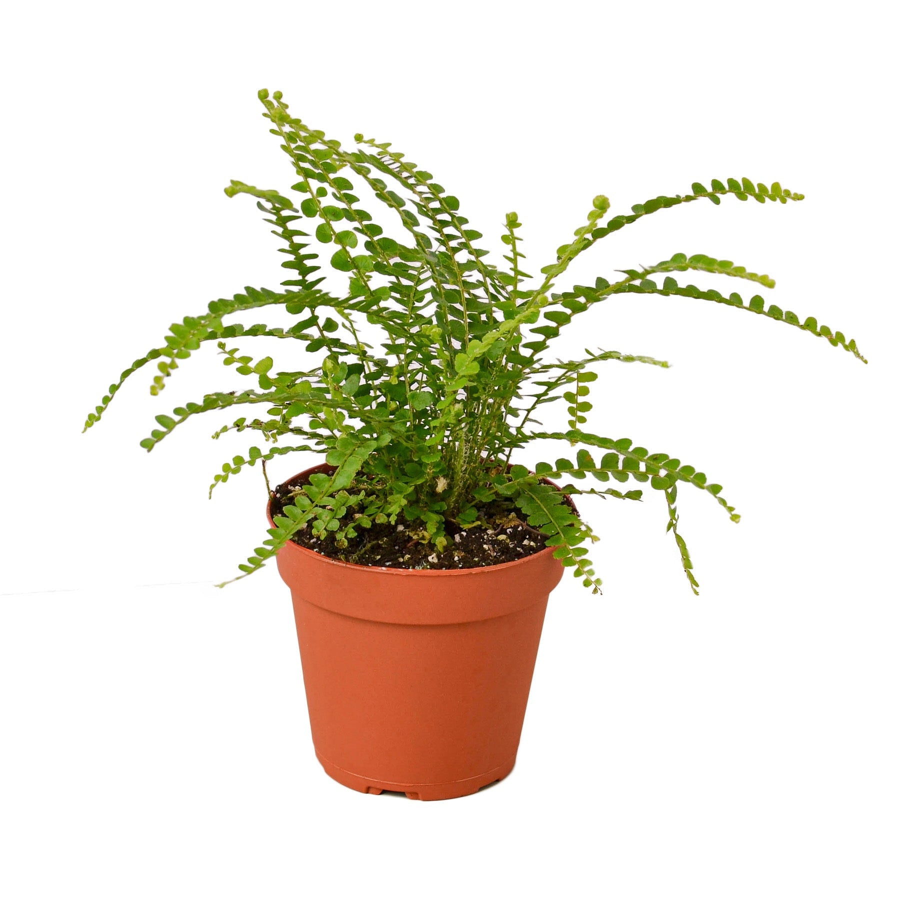 Lemon Button Fern 4"