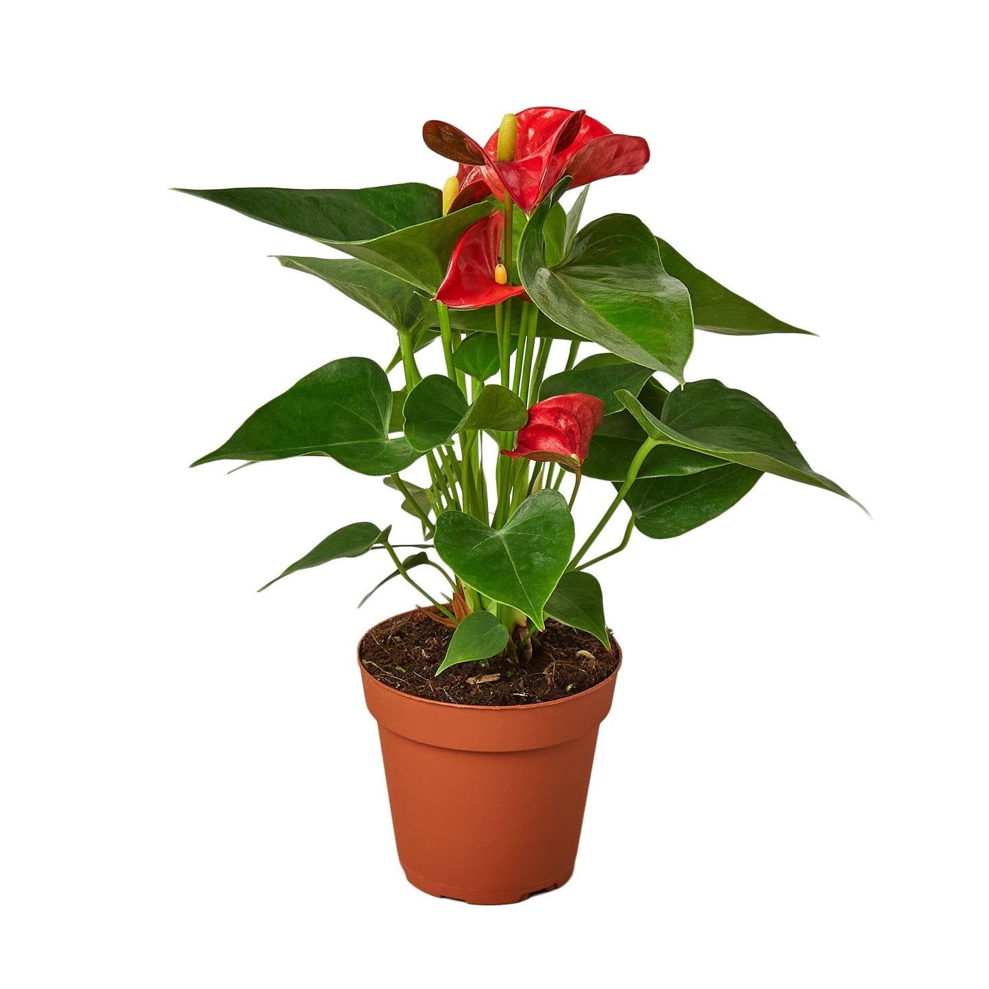 Anthurium 'Red' 4"