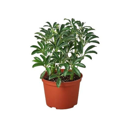 Schefflera Moonlight 'Umbrella Plant' 6"