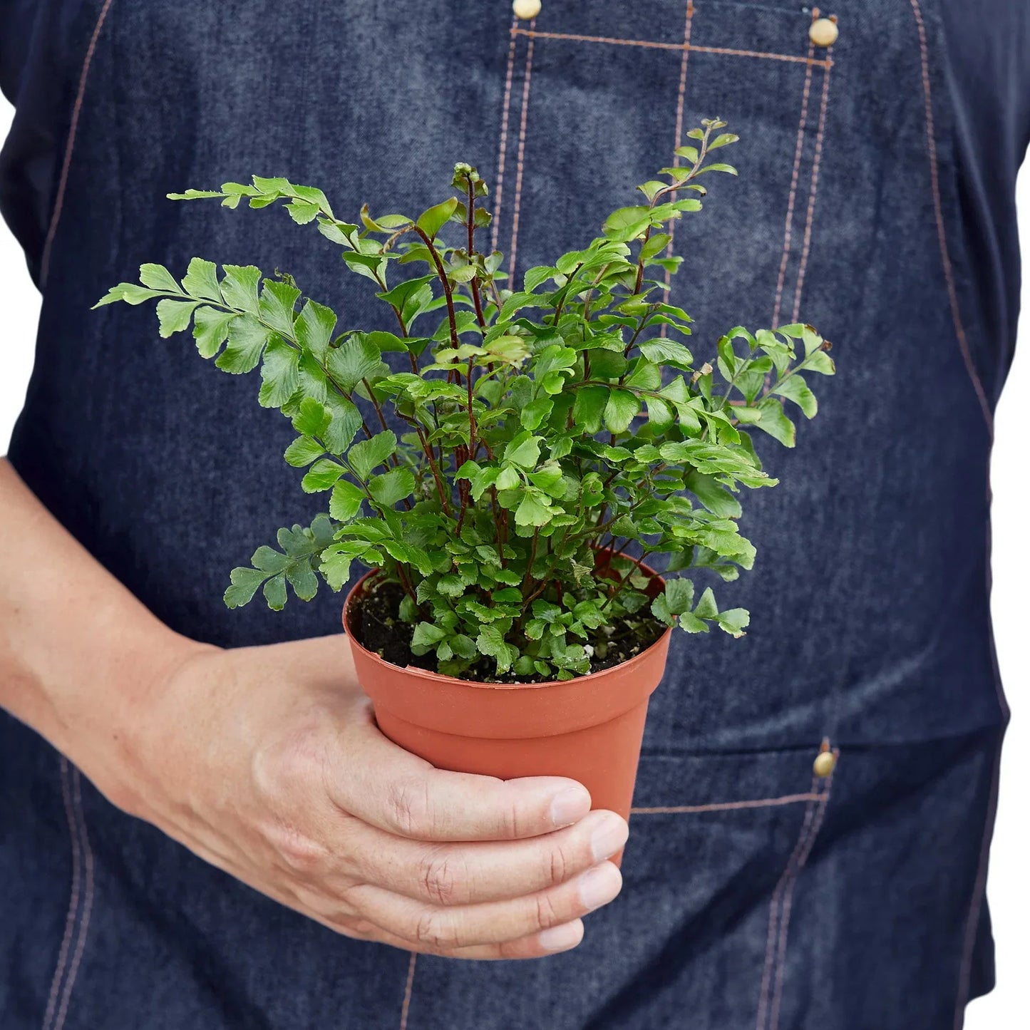 Mahogany Maidenhair Fern