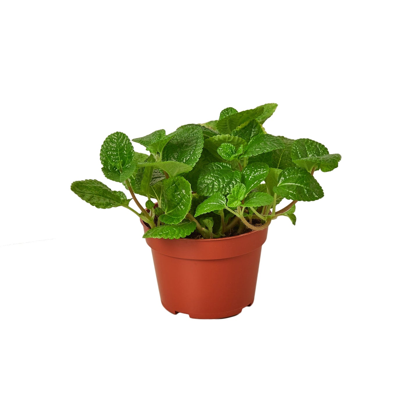 Crinkle Pilea