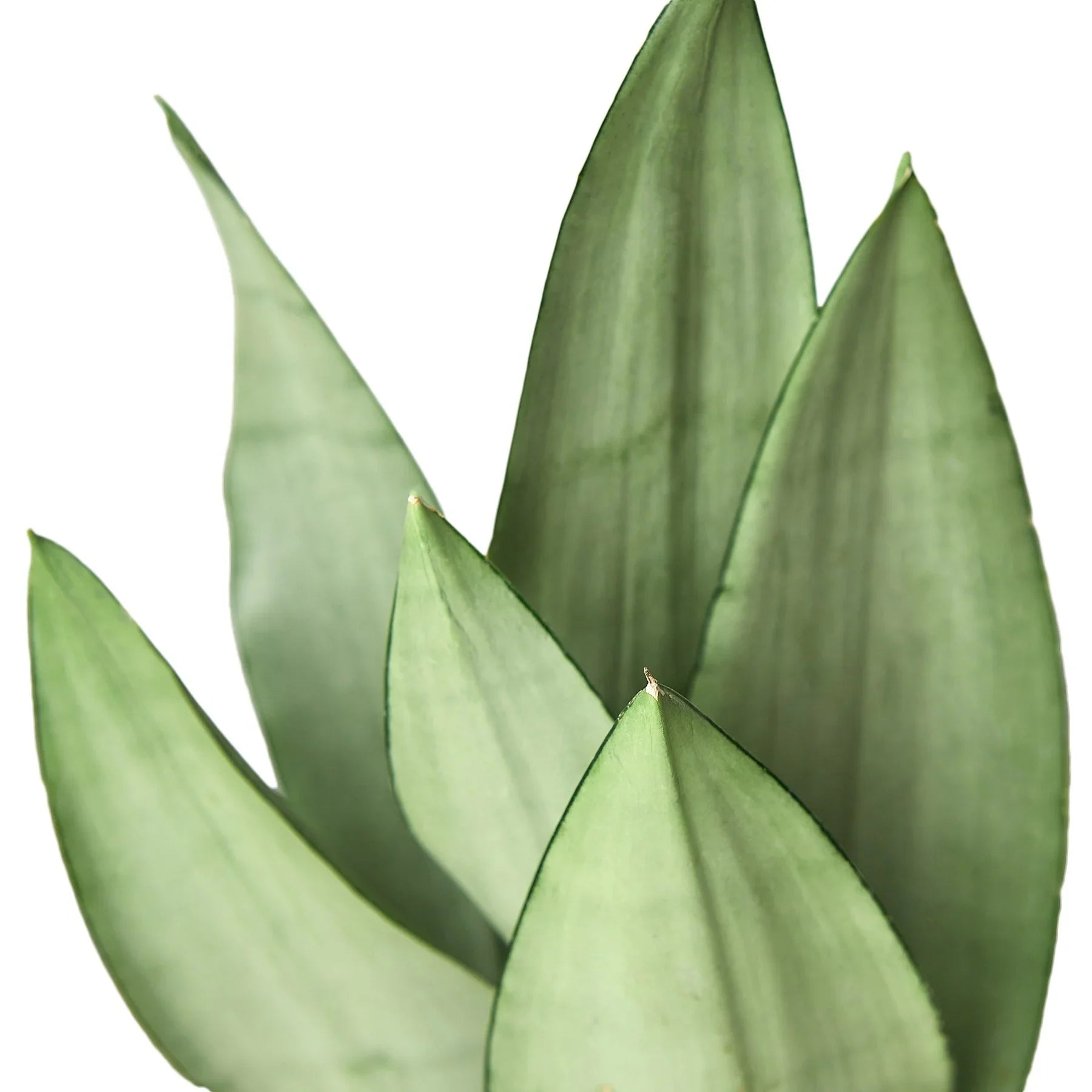 Sansevieria Trifasciata Moonshine