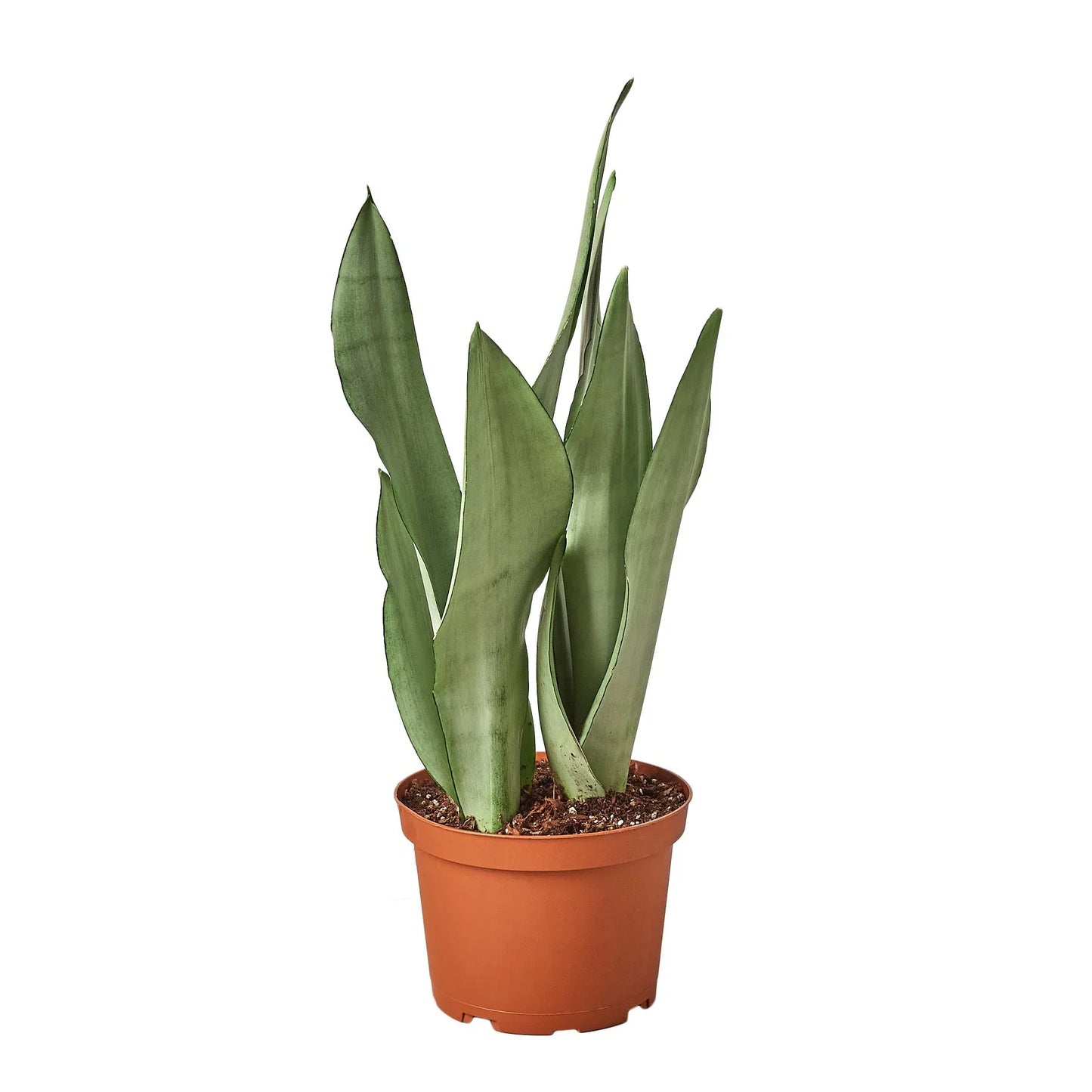 Sansevieria Moonshine Snake Plant 6"