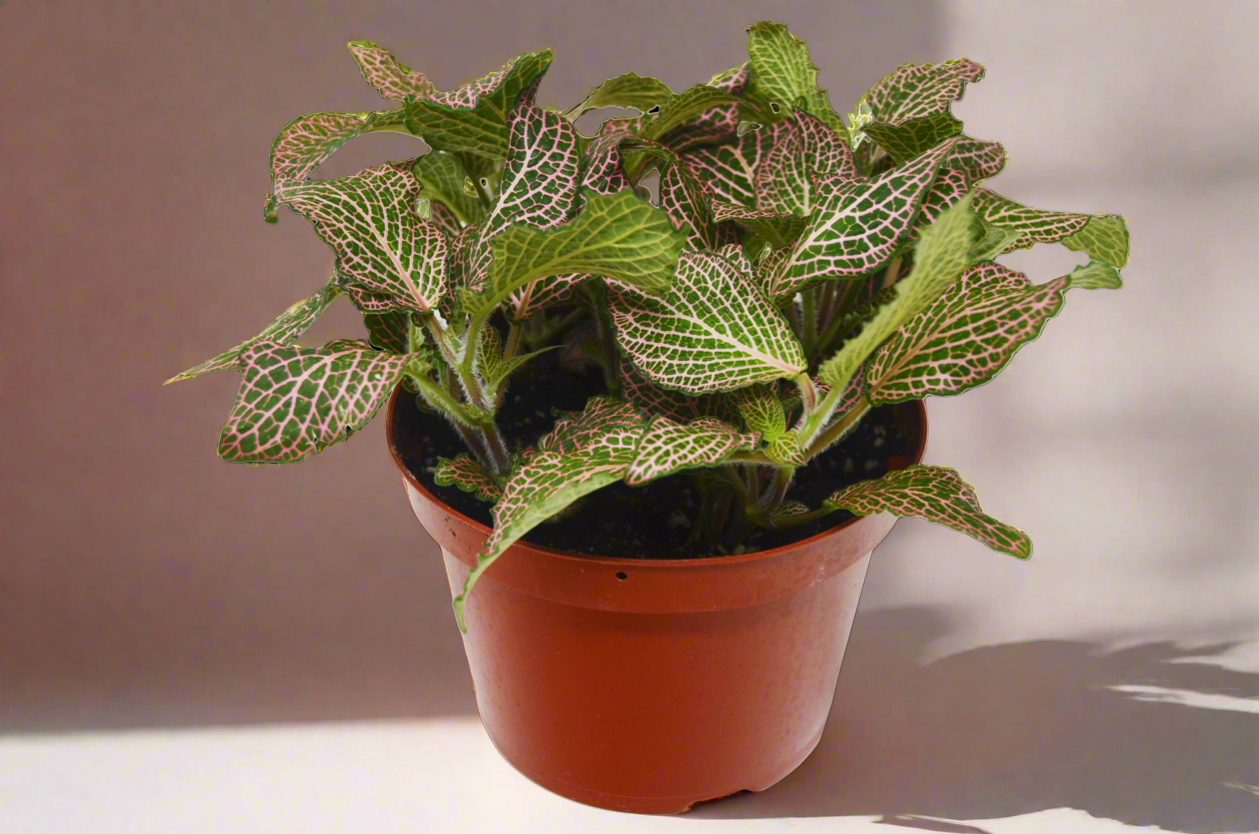 Fittonia 'Pink'