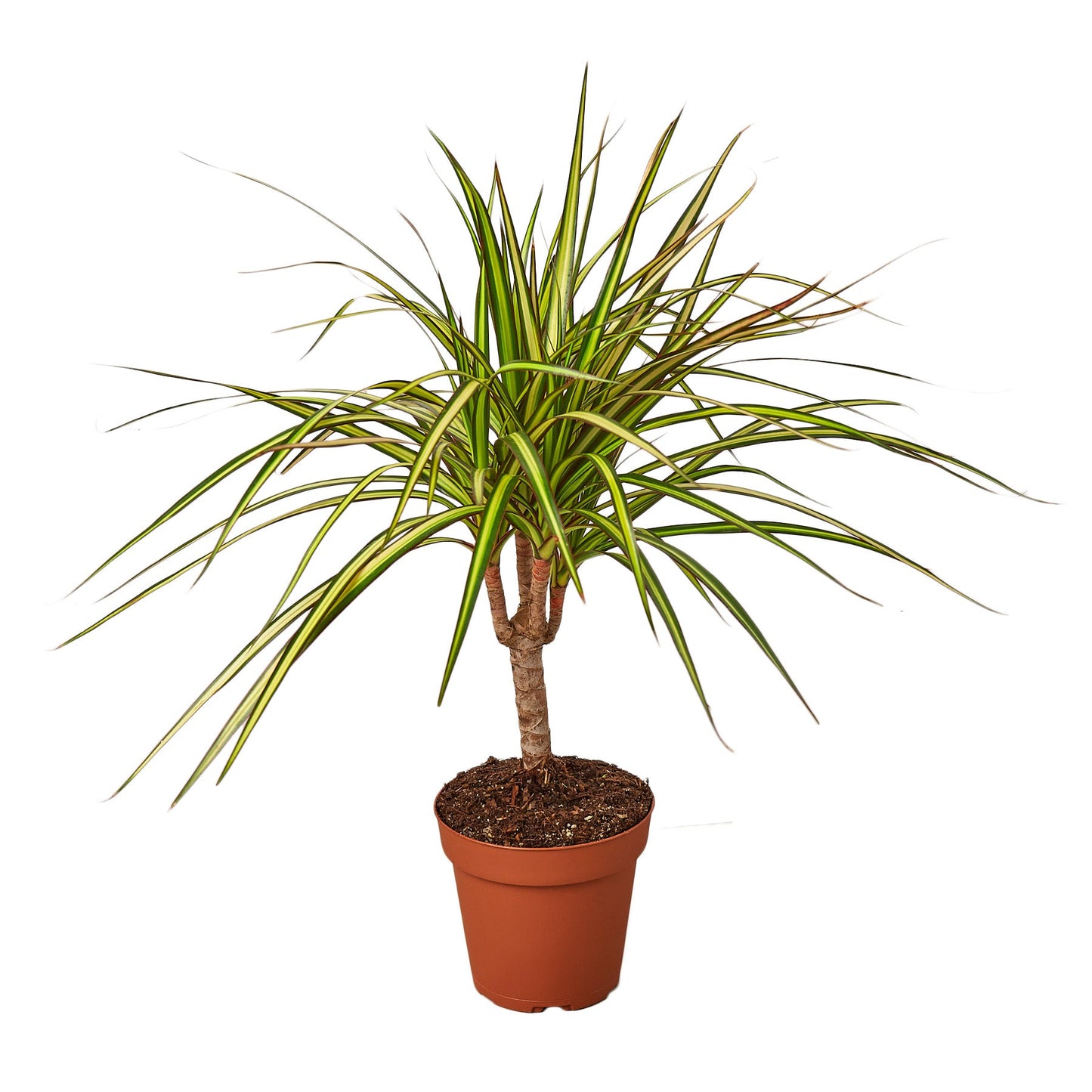 Dracaena Marginata 'Sunshine' 4"