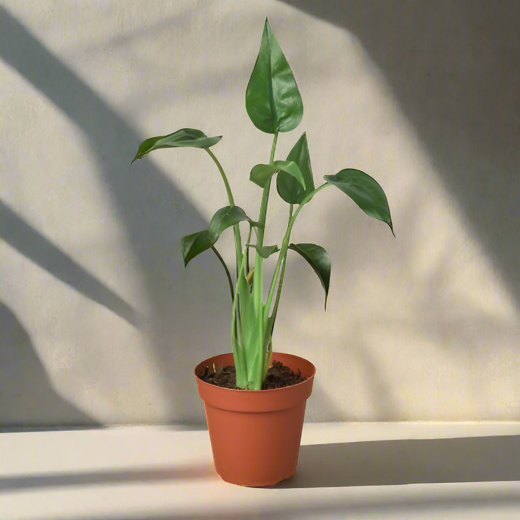 Tiny Dancer Alocasia