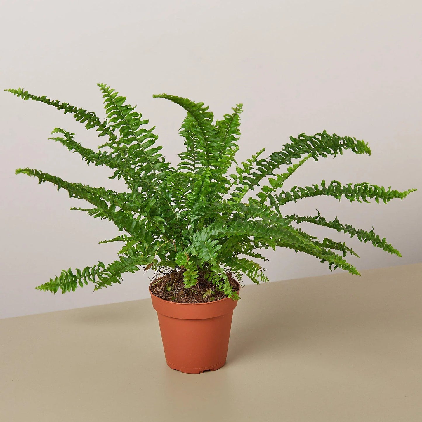 Boston Fern