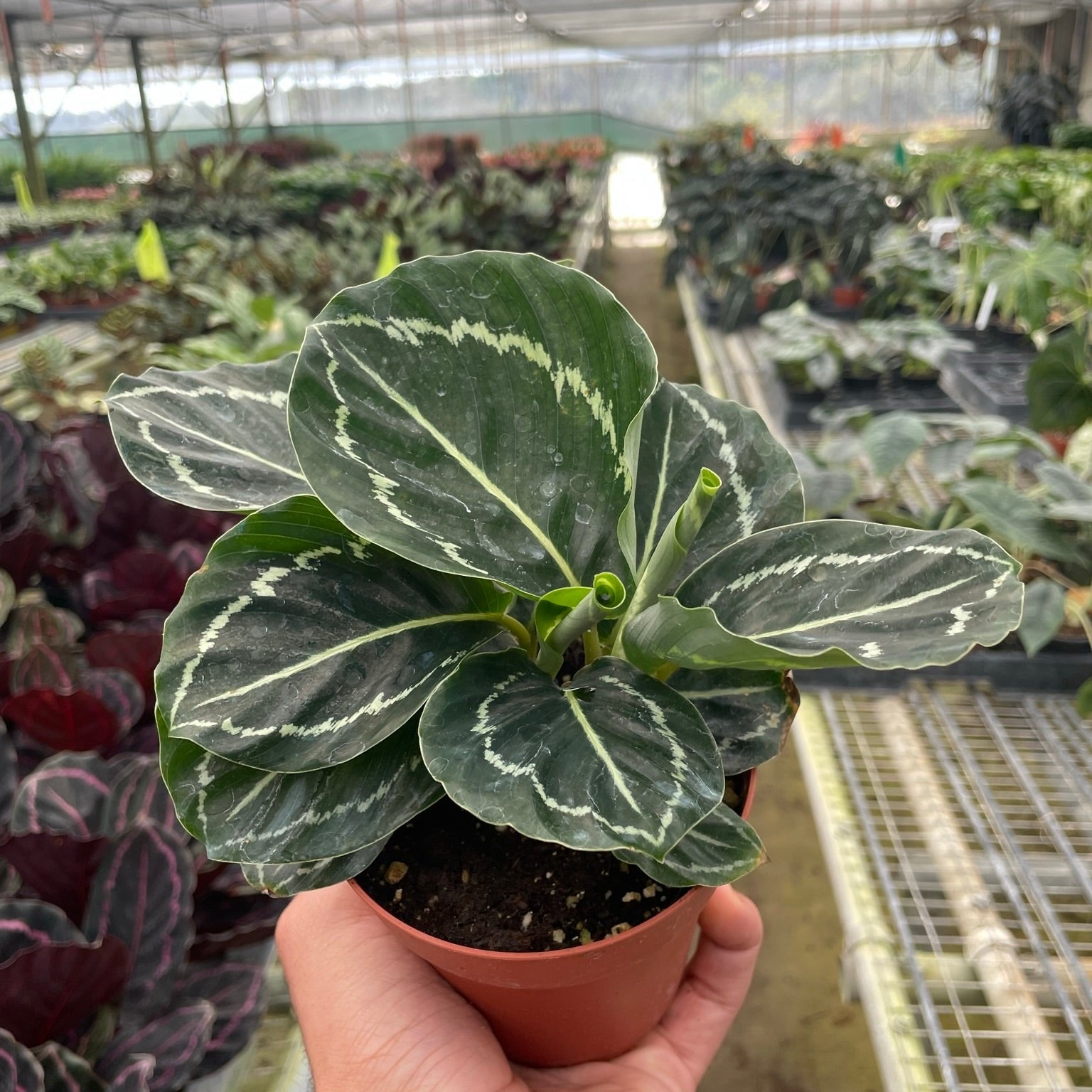 Calathea Green Goddess