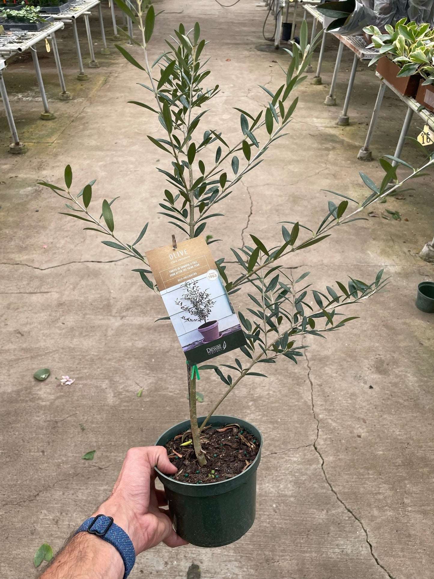 Olive Tree (Olea europaea)