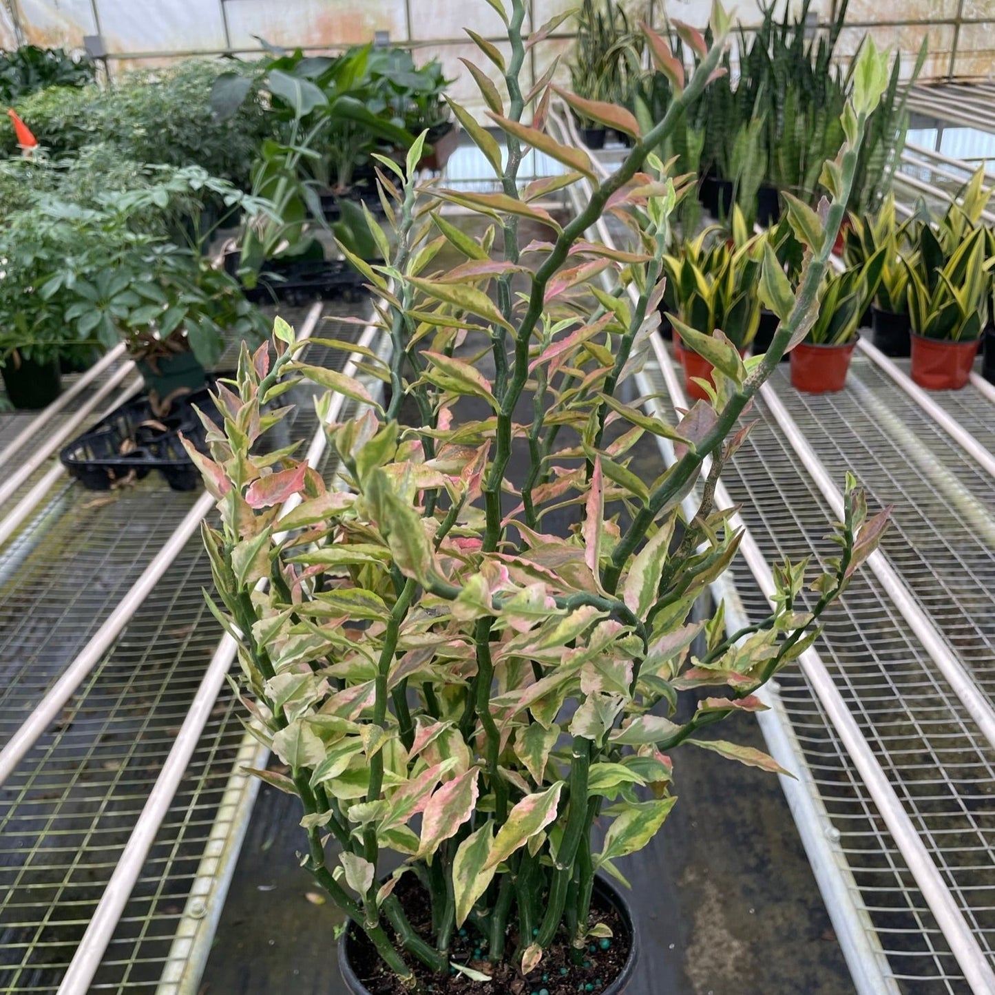 Variegated Devil's Backbone Euphorbia 6"