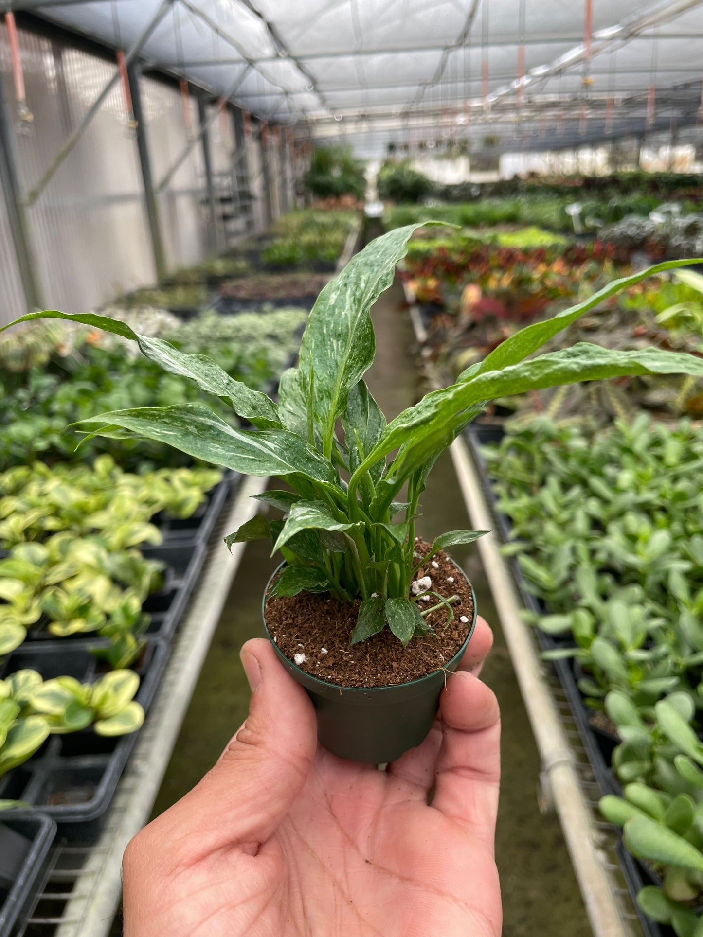 Variegated Peace Lily "Domino"