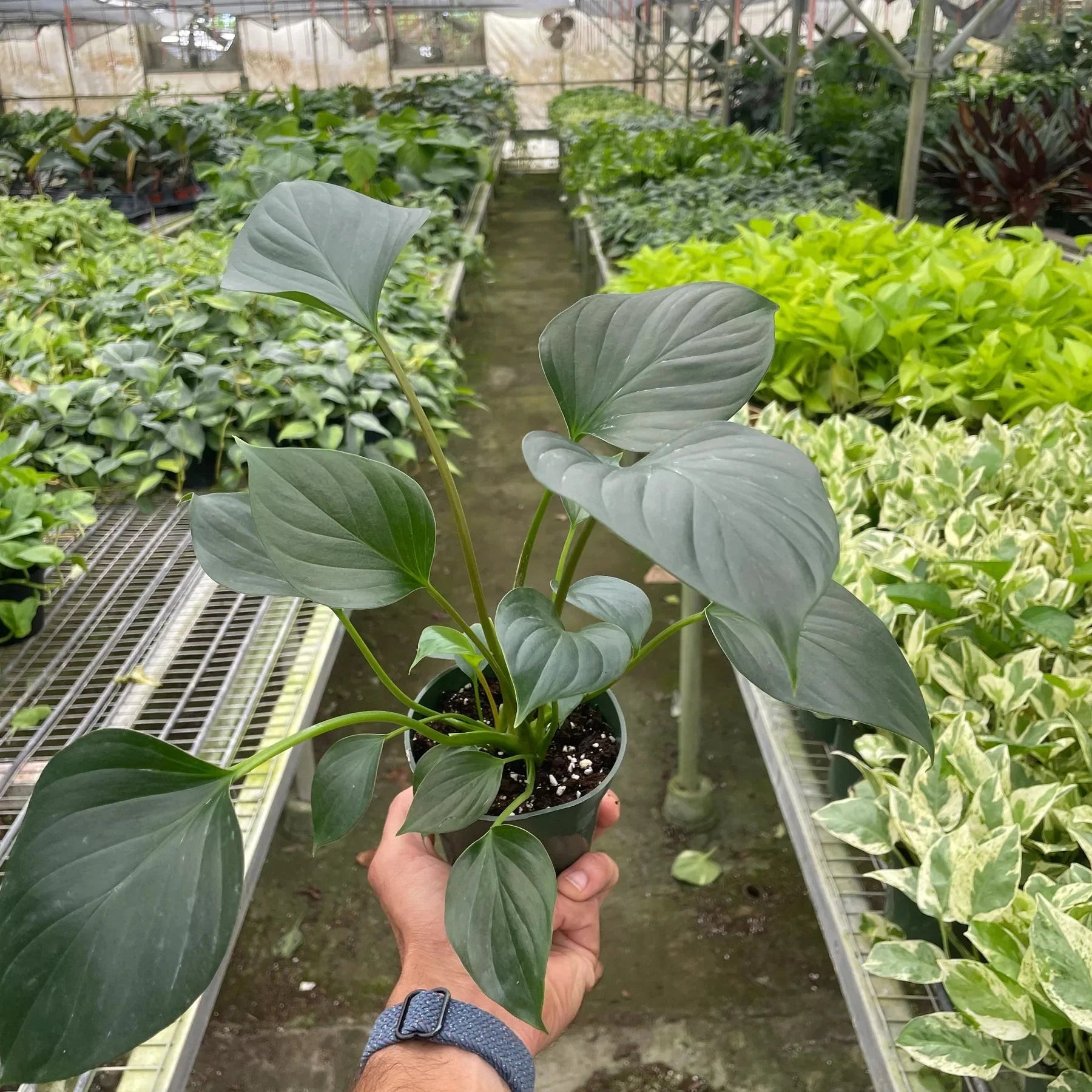 Emerald Gem Plant