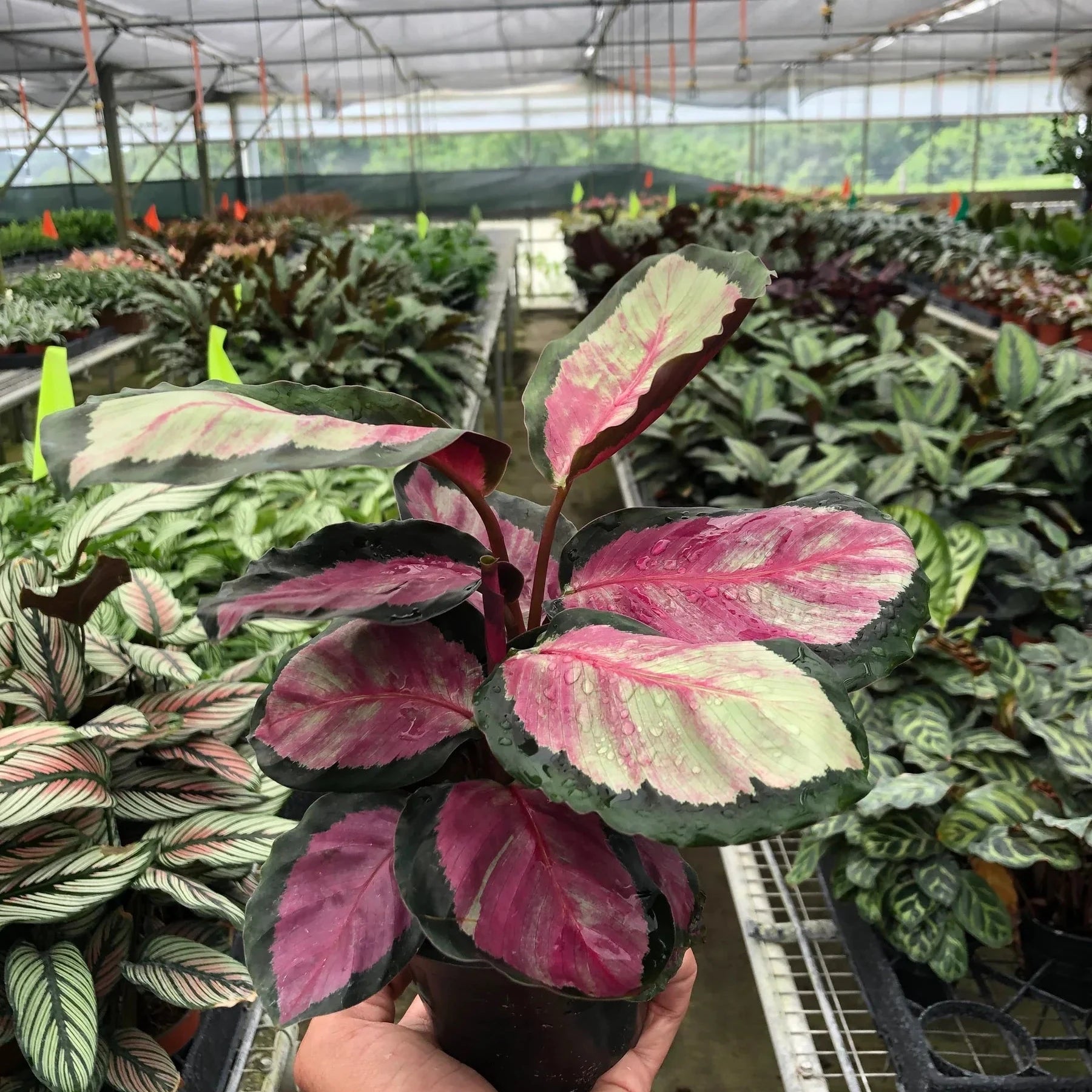 Calathea roseopicta 'Silvia' 4"