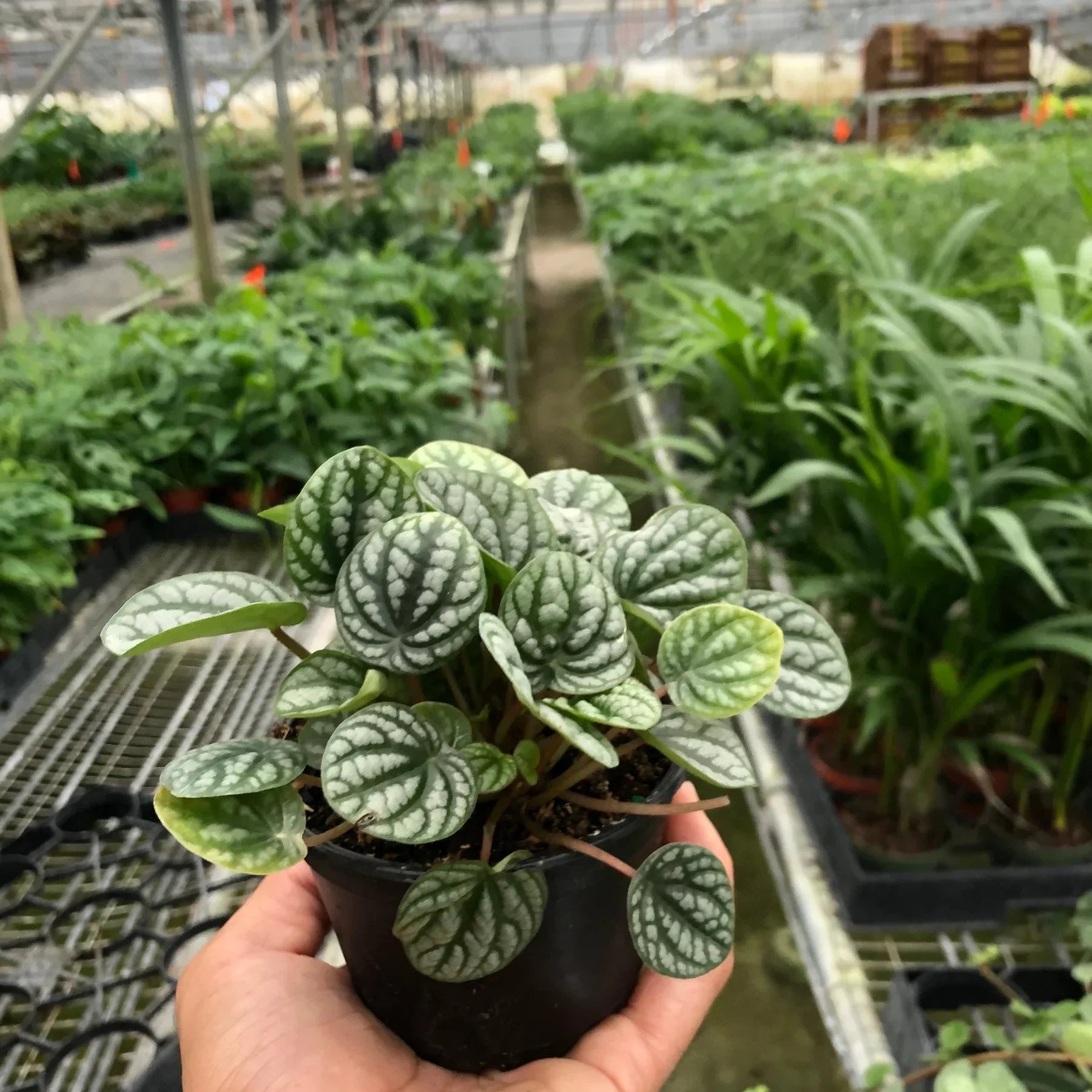 Peperomia 'Burbella' 3"