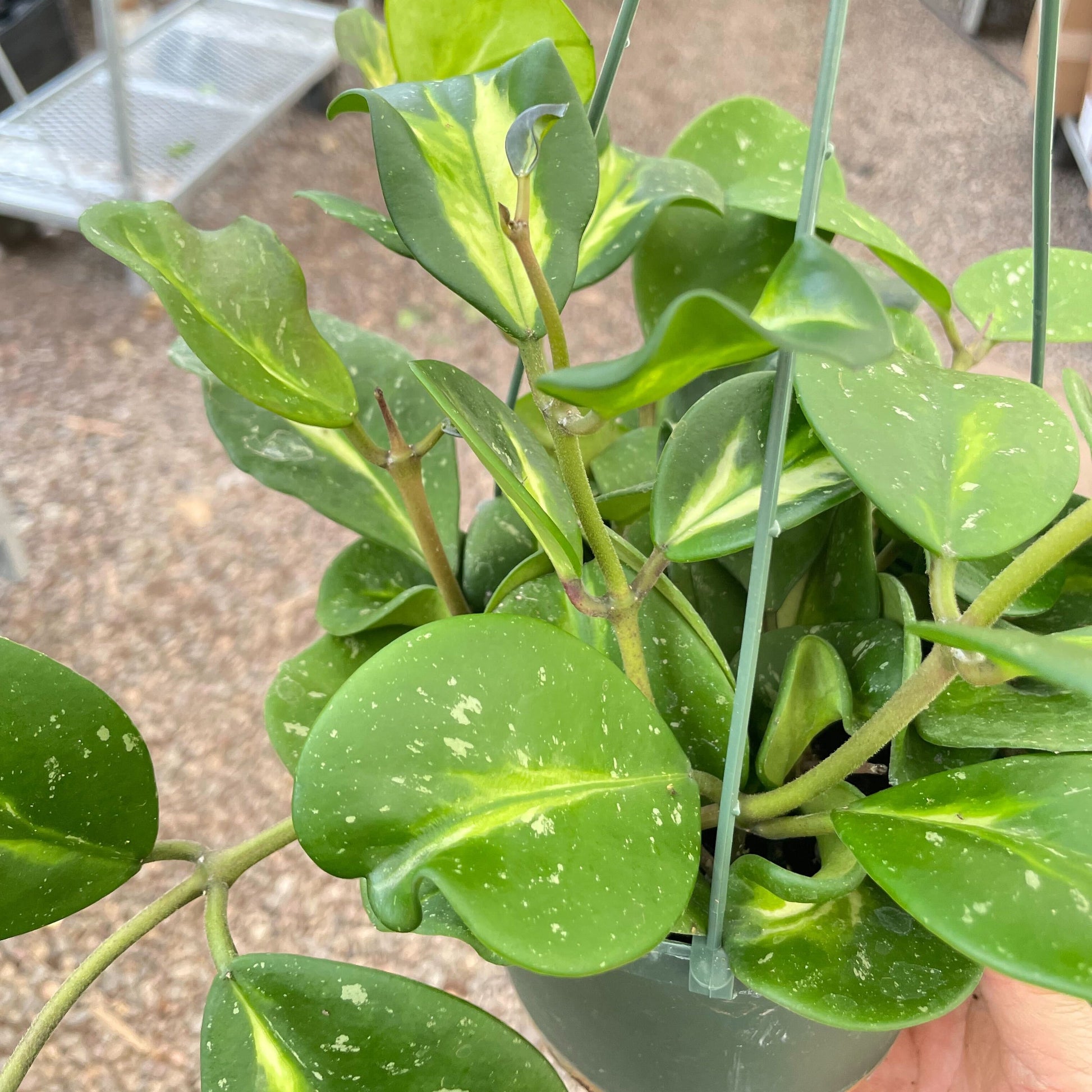 Hoya Obovata Reverse 6"