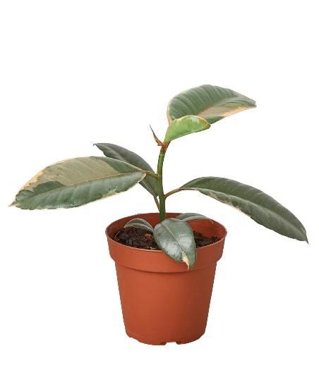 Ruby Ficus