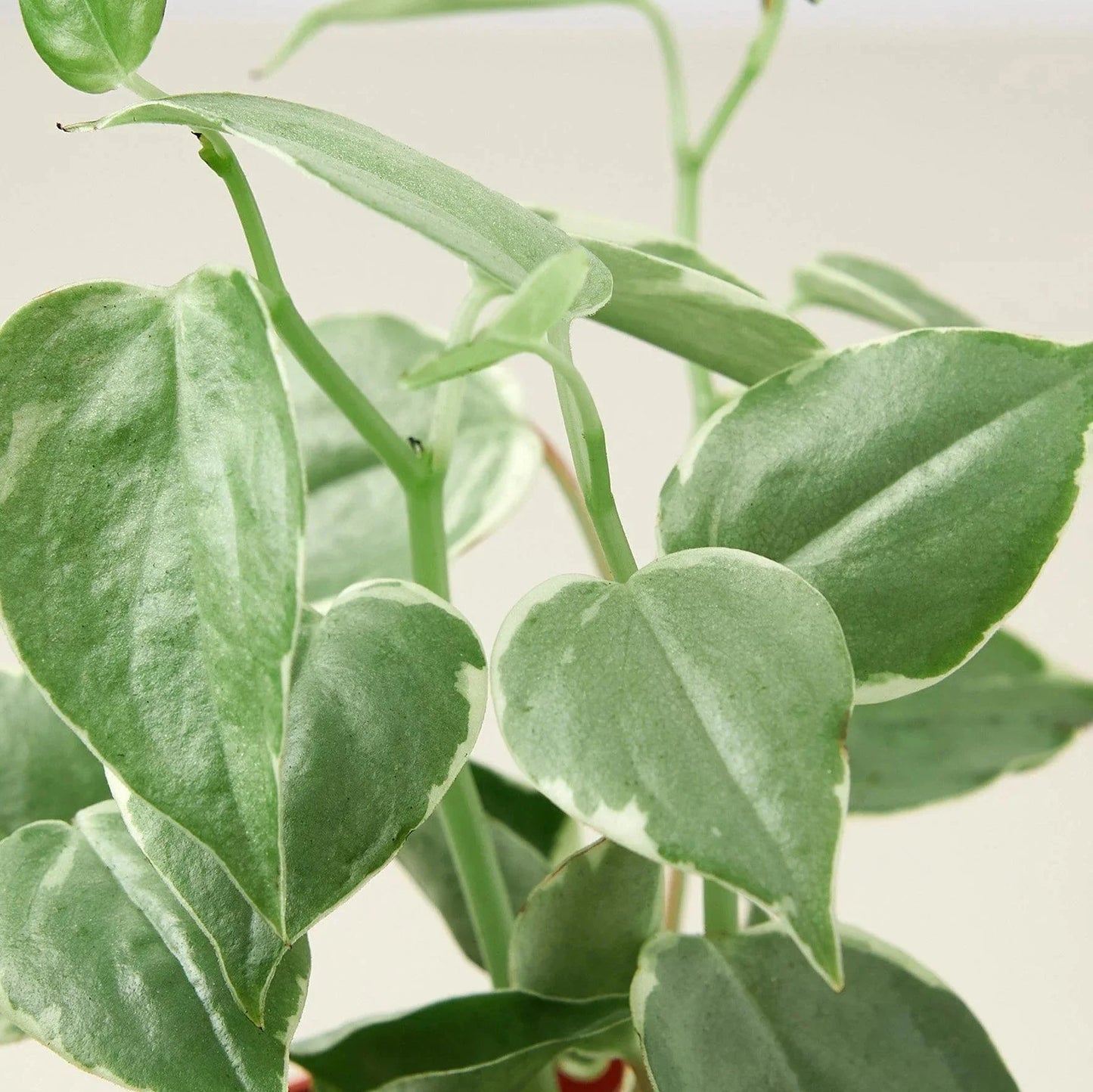 Peperomia Nitida 'Cupid'