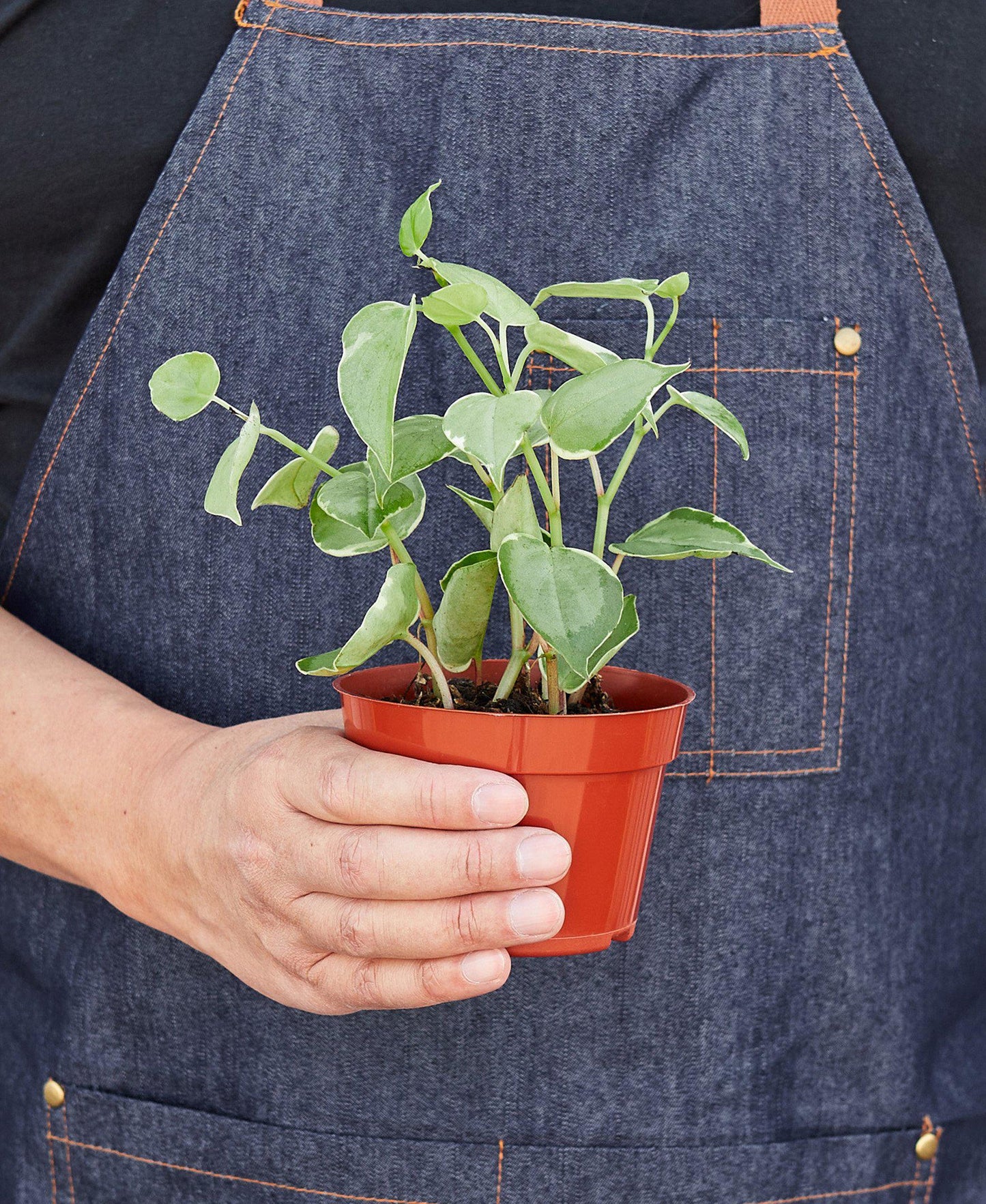 Peperomia Nitida 'Cupid'