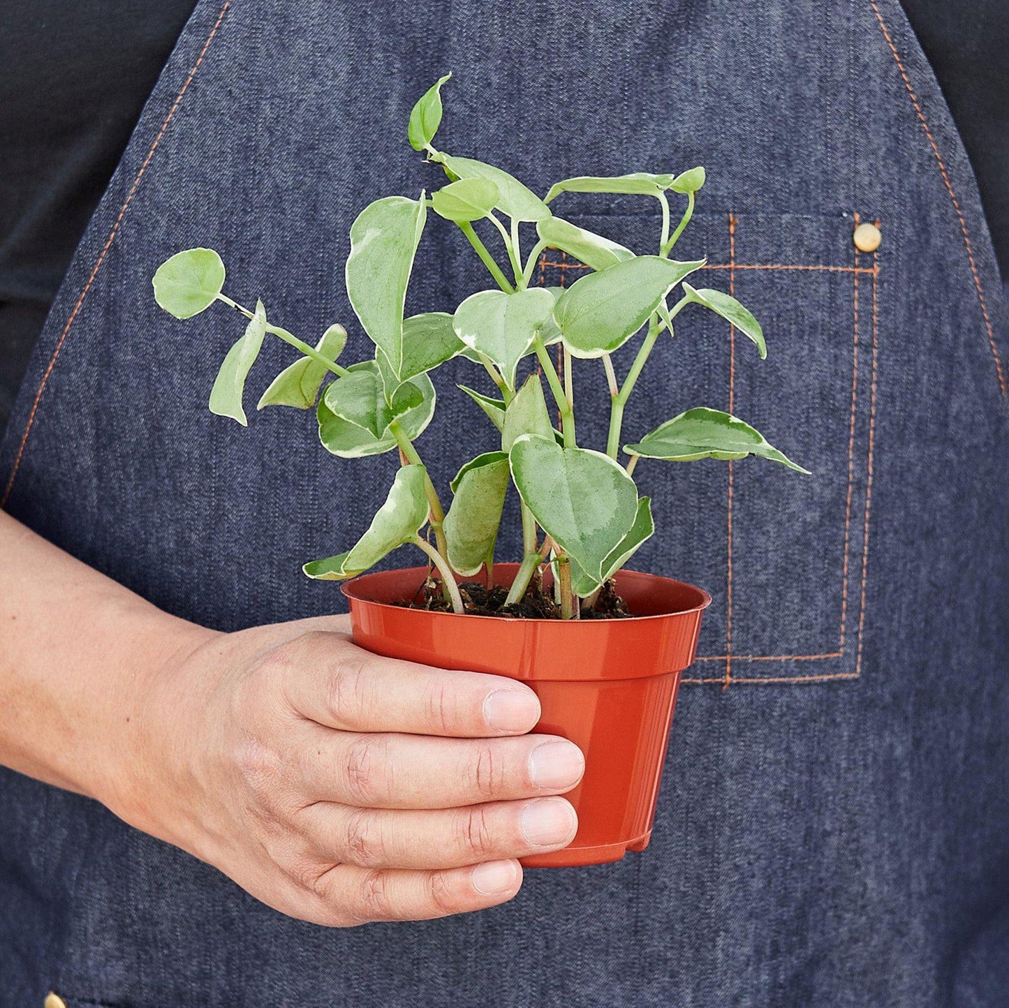 Peperomia Nitida 'Cupid'