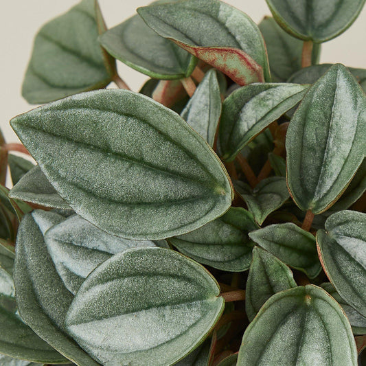 Peperomia 'Napoli Nights'