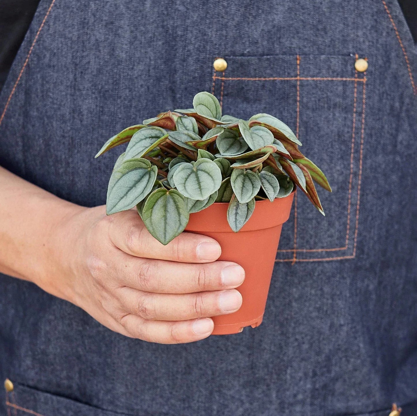 Peperomia 'Napoli Nights'