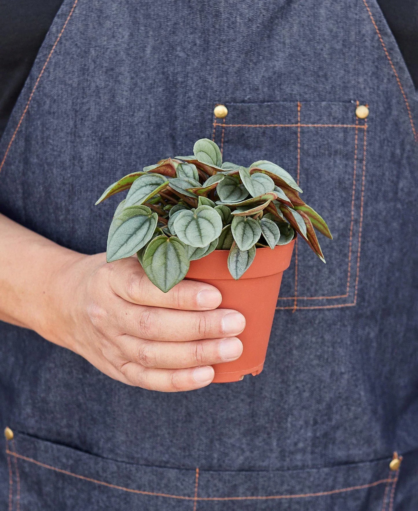 Peperomia 'Napoli Nights'