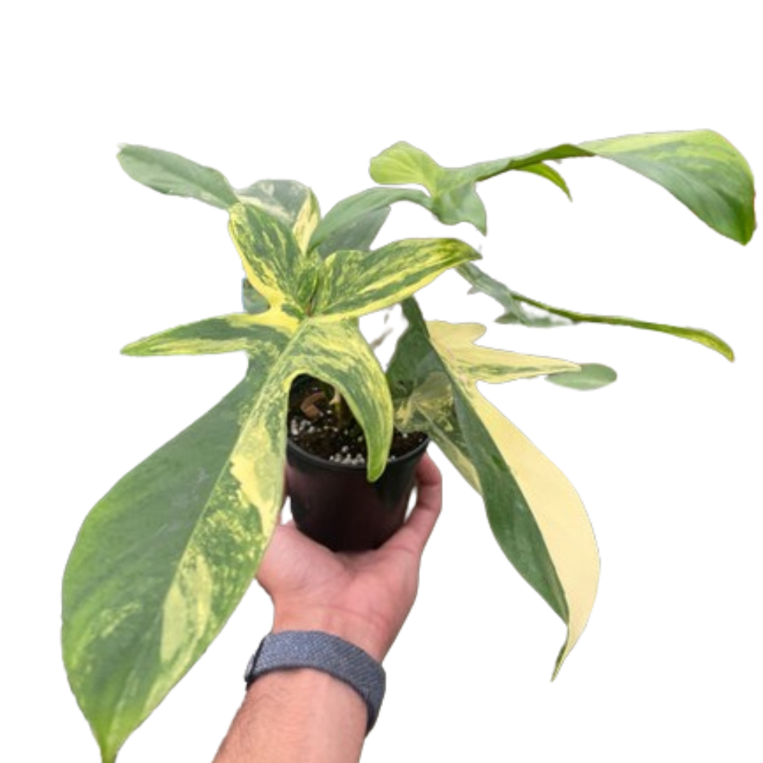 Philodendron Florida Beauty Variegated 6"