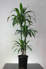 Dracaena 'Janet Craig'